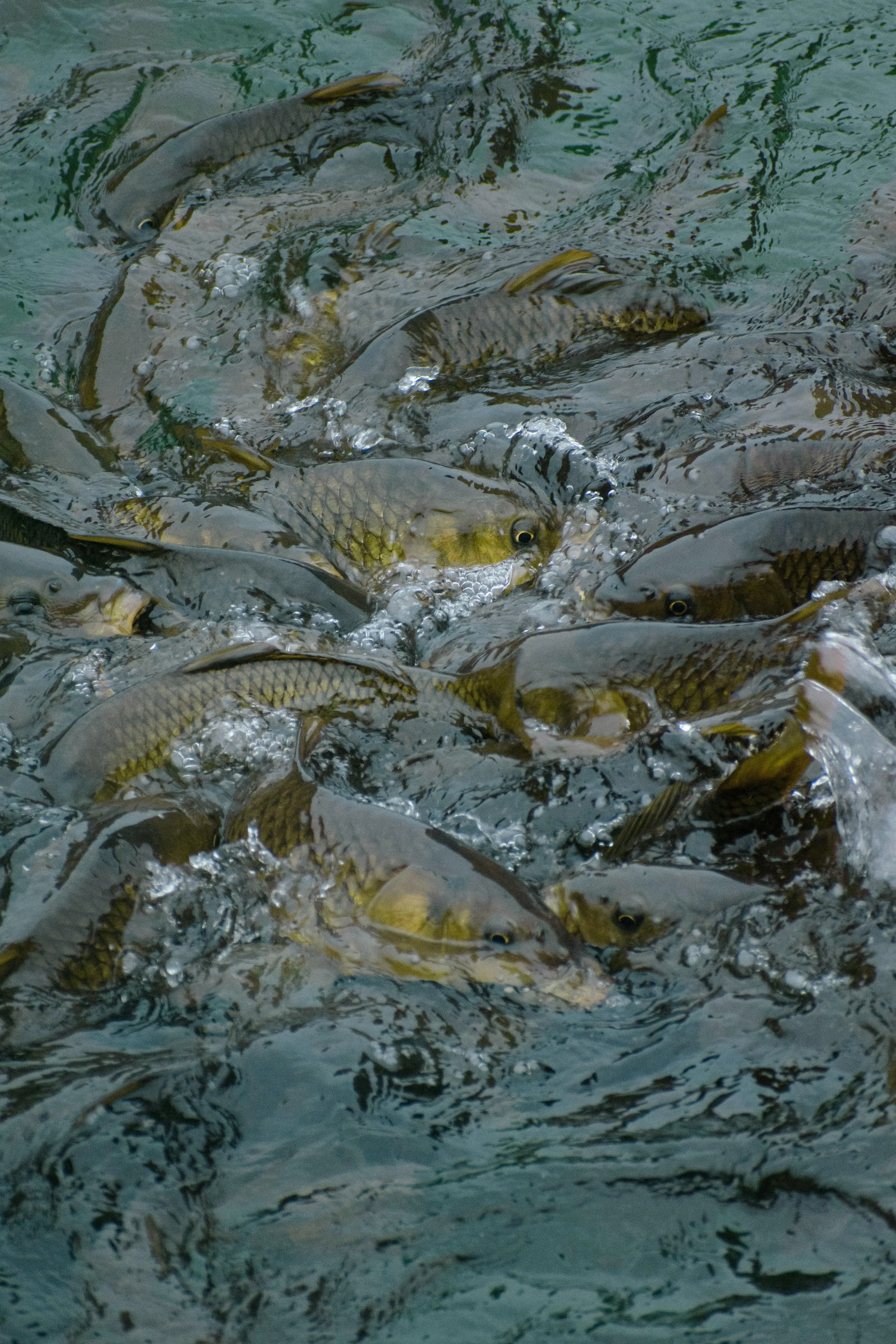 Bukan Sekadar Menu Harian, Ikan Air Tawar Kini Jadi Incaran Nutrisi Dunia