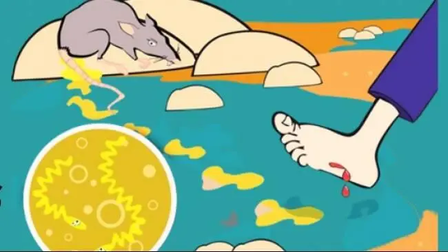 Jangan Remehkan Demam Pascabanjir! Inilah Panduan Mencegah Leptospirosis di Lingkungan Rumah