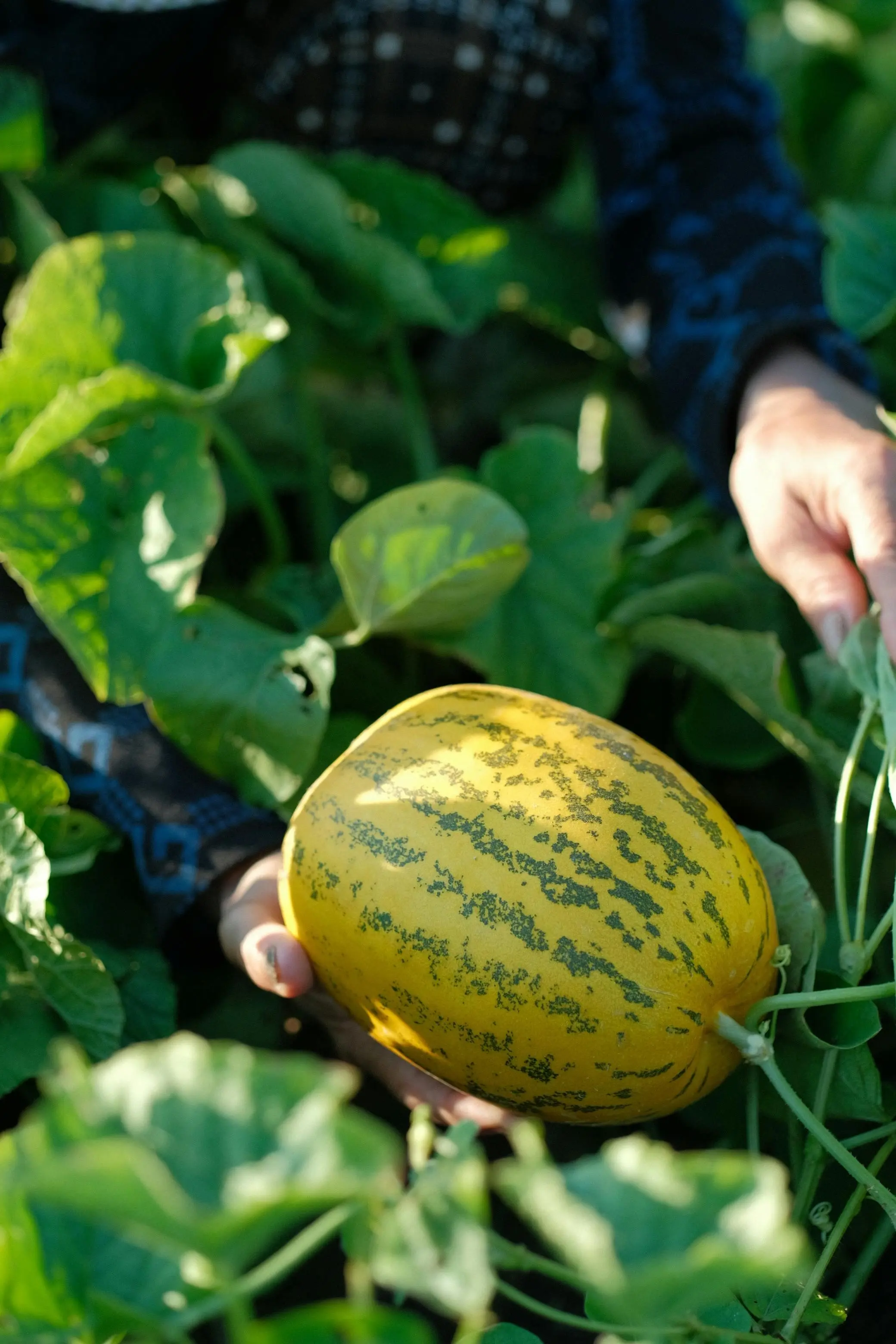 Mengenal Smart Farming dalam Produksi Melon: Solusi Cerdas Menghadapi Perubahan Iklim
