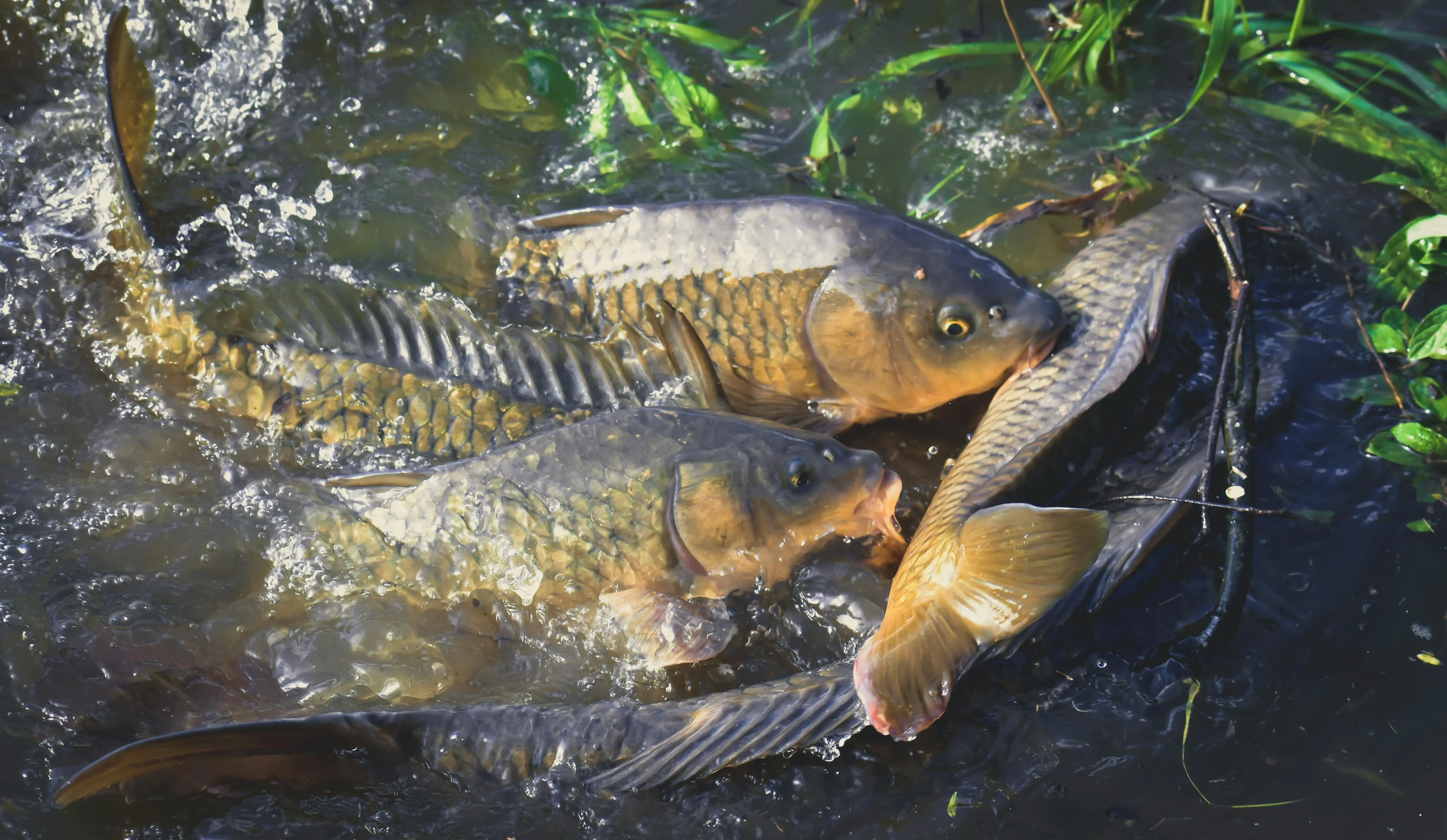 Jejak Historis Ikan Mas: Simbol Keberuntungan yang Mengubah Kuliner Internasional