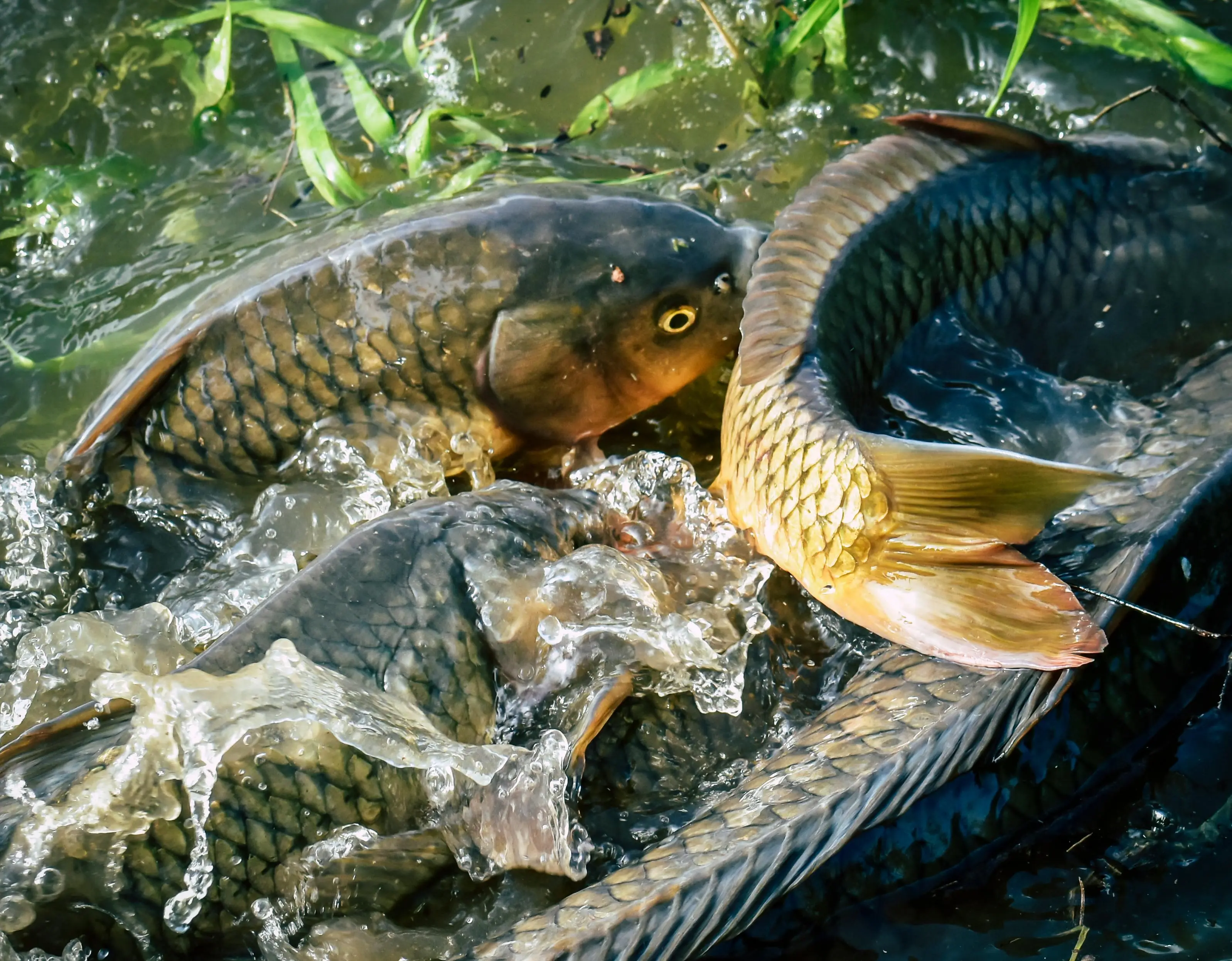 Transformasi Pola Makan: Bagaimana Ikan Mas Mendukung Penurunan Berat Badan dan Kesehatan Jangka Panjang