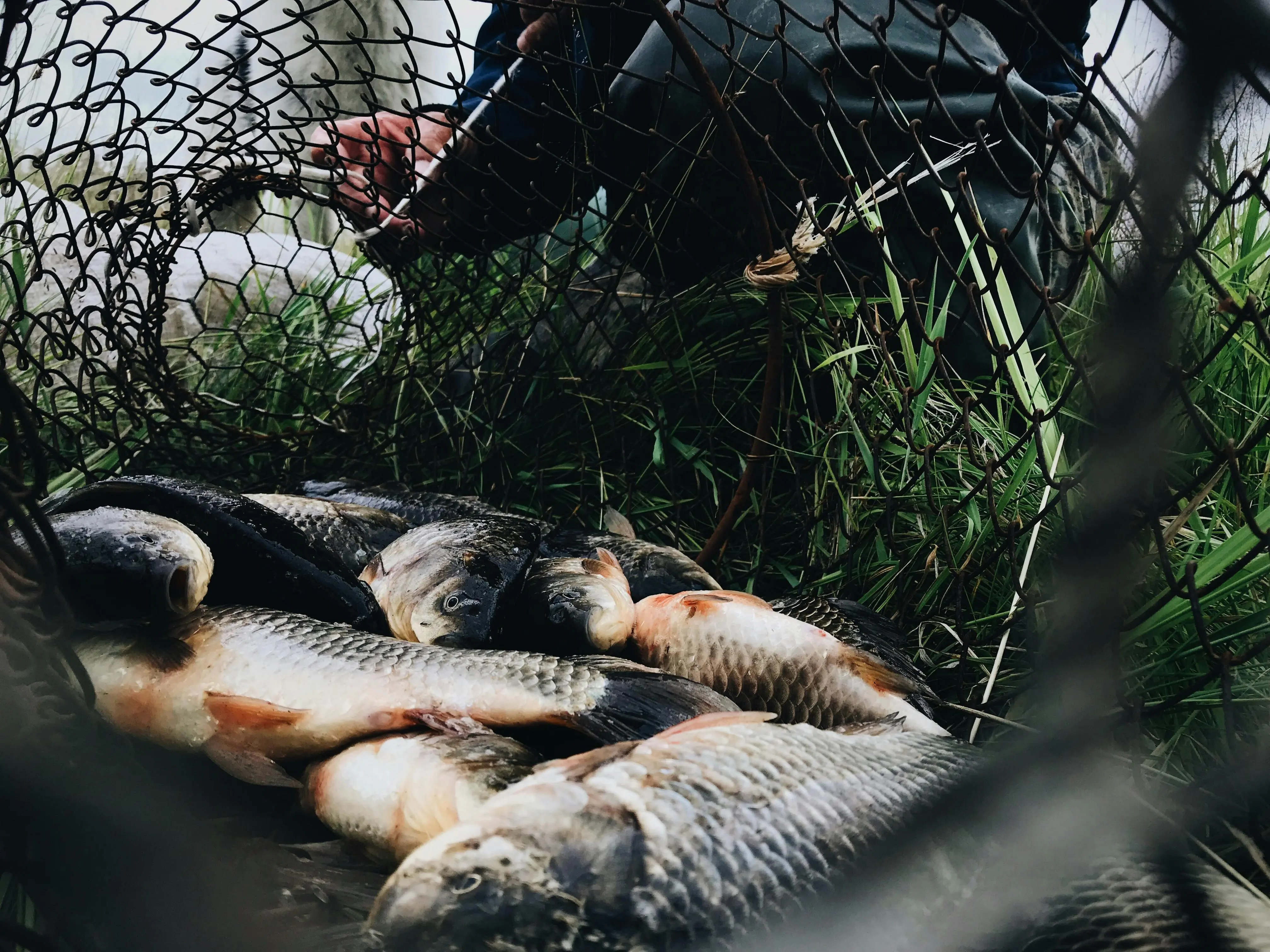 Rahasia Ikan Mas: Sumber Omega-3 Lokal yang Tak Kalah dari Salmon Menurut AHA