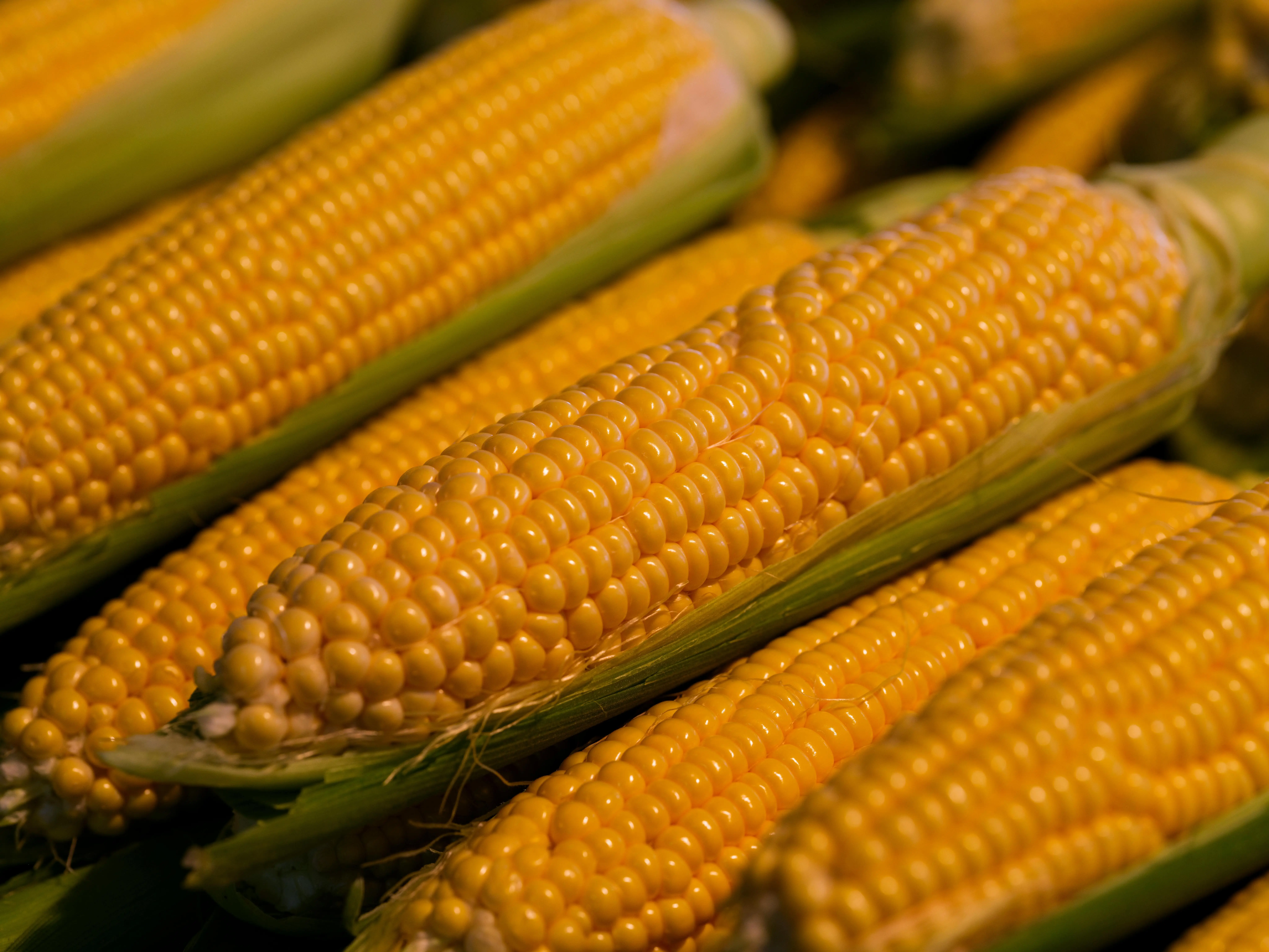 Menjelajahi Keunikan Festival Jagung di Berbagai Belahan Dunia