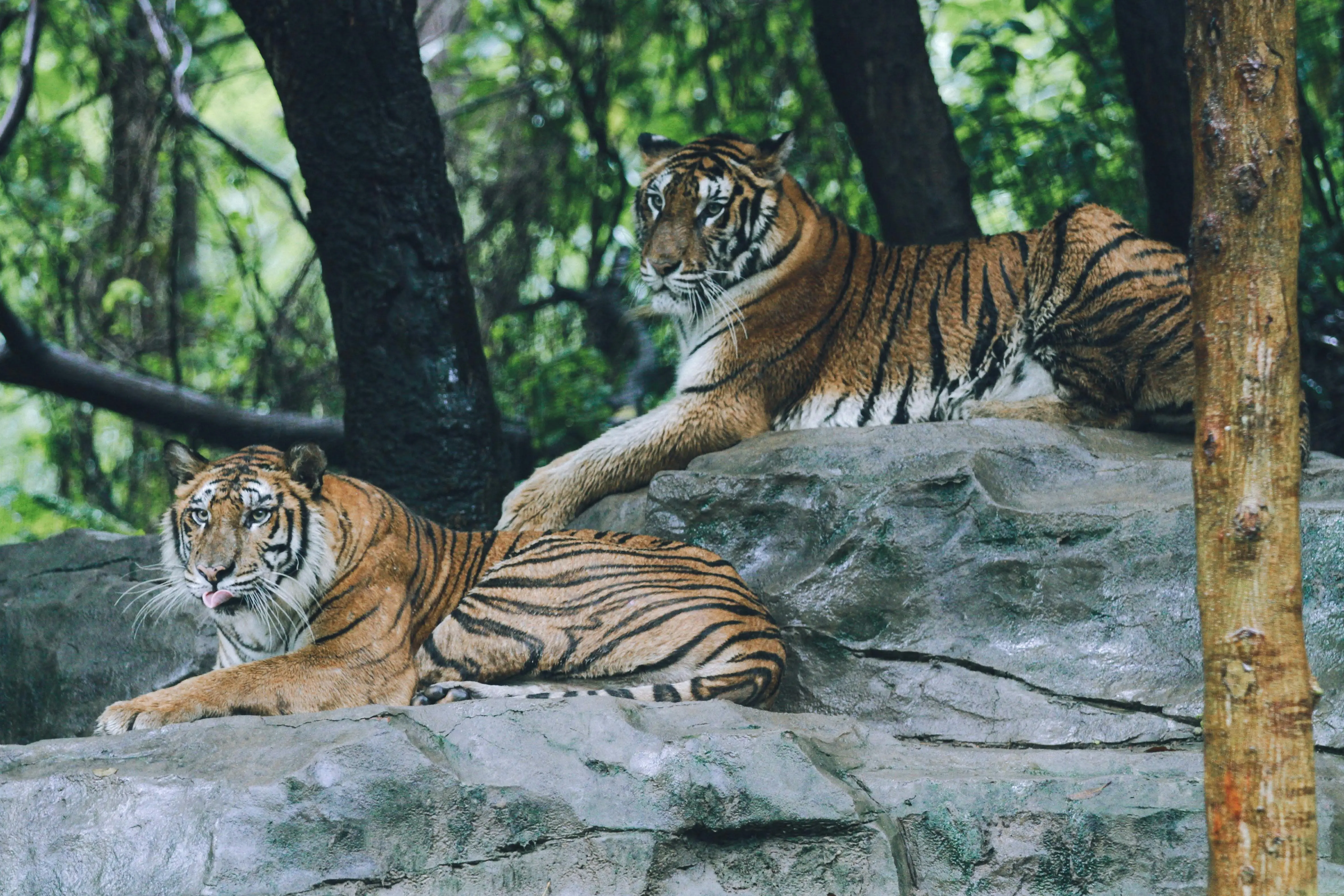 Dinamika Harimau Jadi Jadian: Perspektif Internasional Fantasy Literature Review terhadap Novel Modern