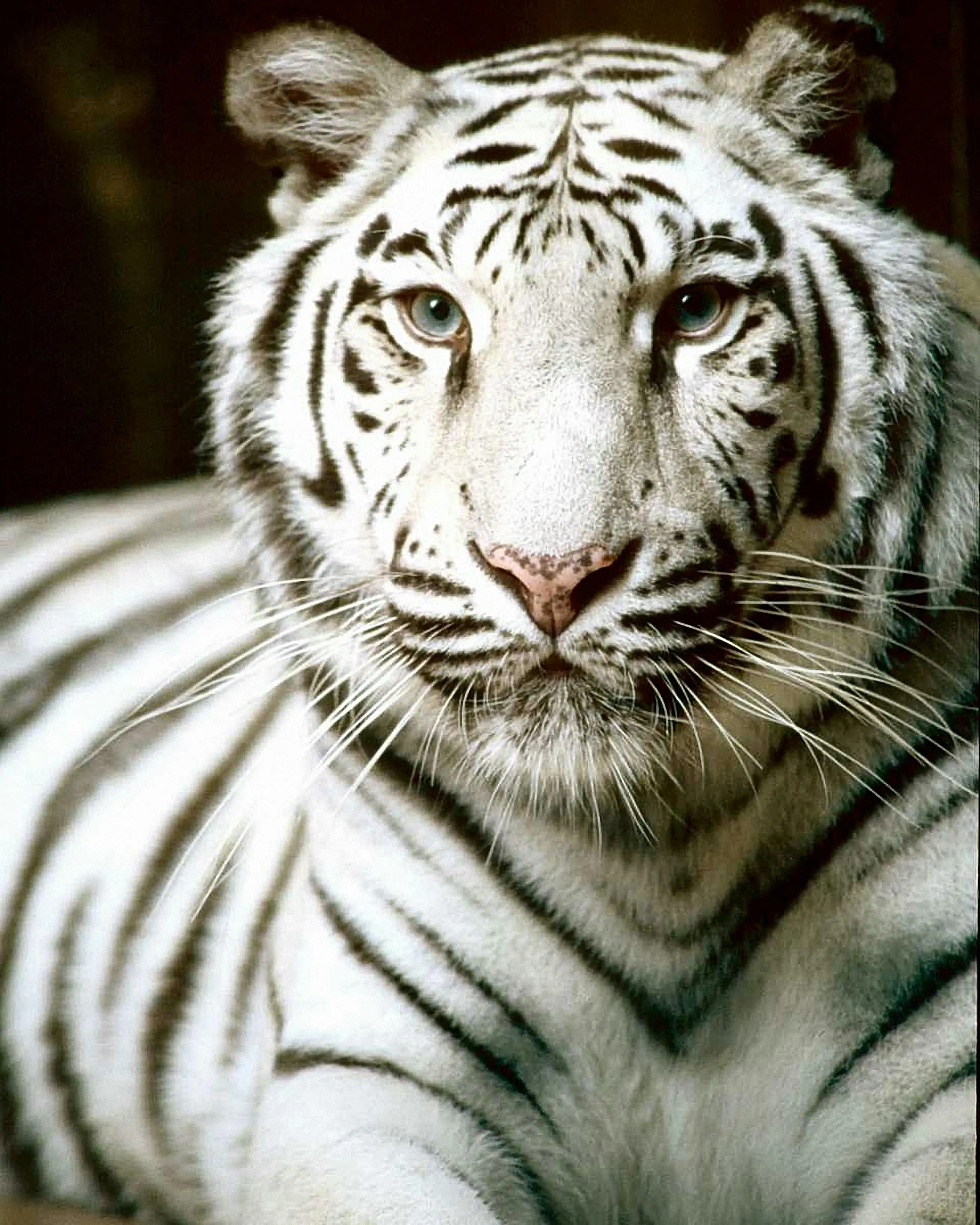 Misteri Harimau Putih: Menyingkap Tabir Kesucian Sang Pelindung Mata Angin Barat