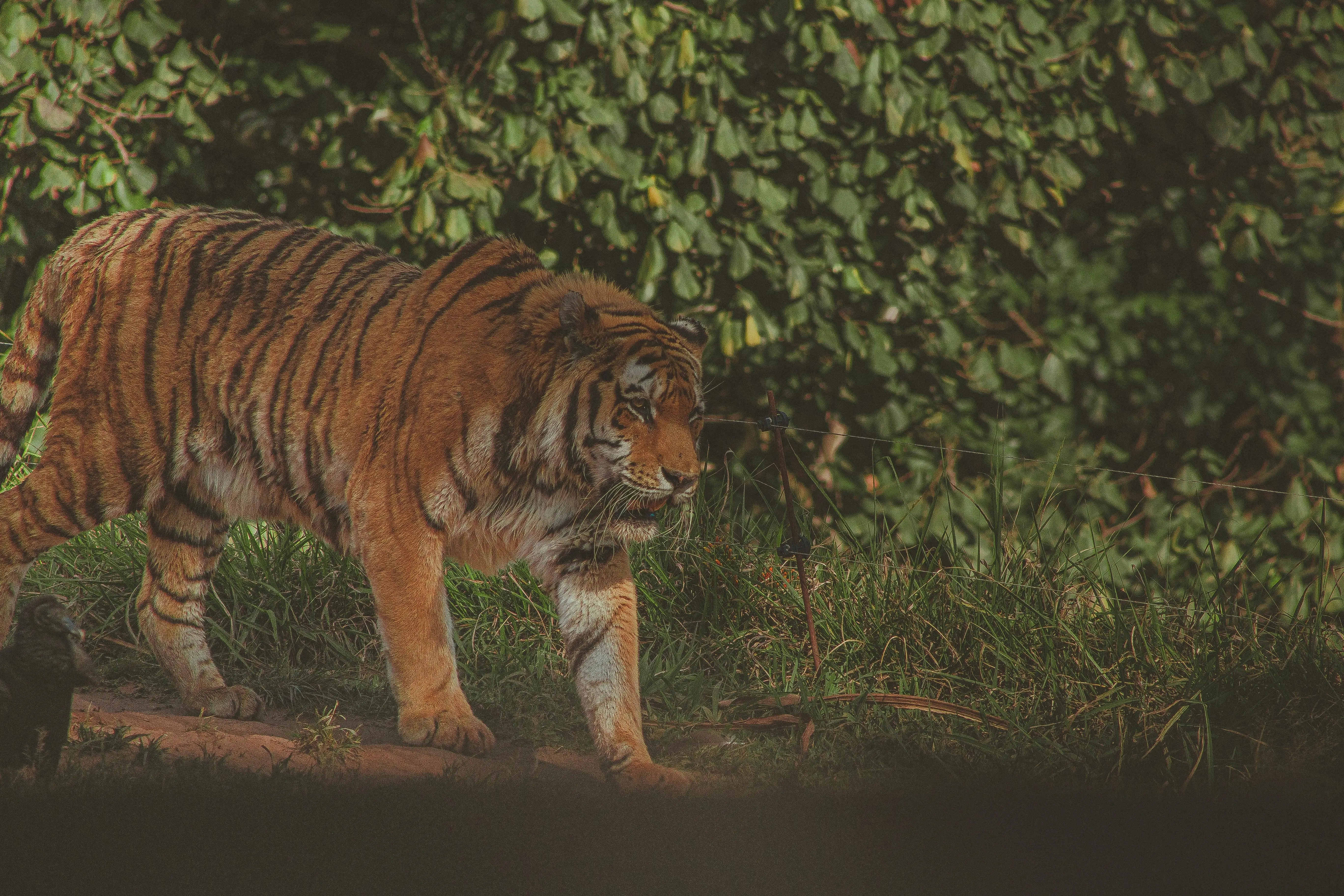 Lebih dari Sekadar Predator: Membedah Simbolisme Harimau sebagai Pelindung Astral