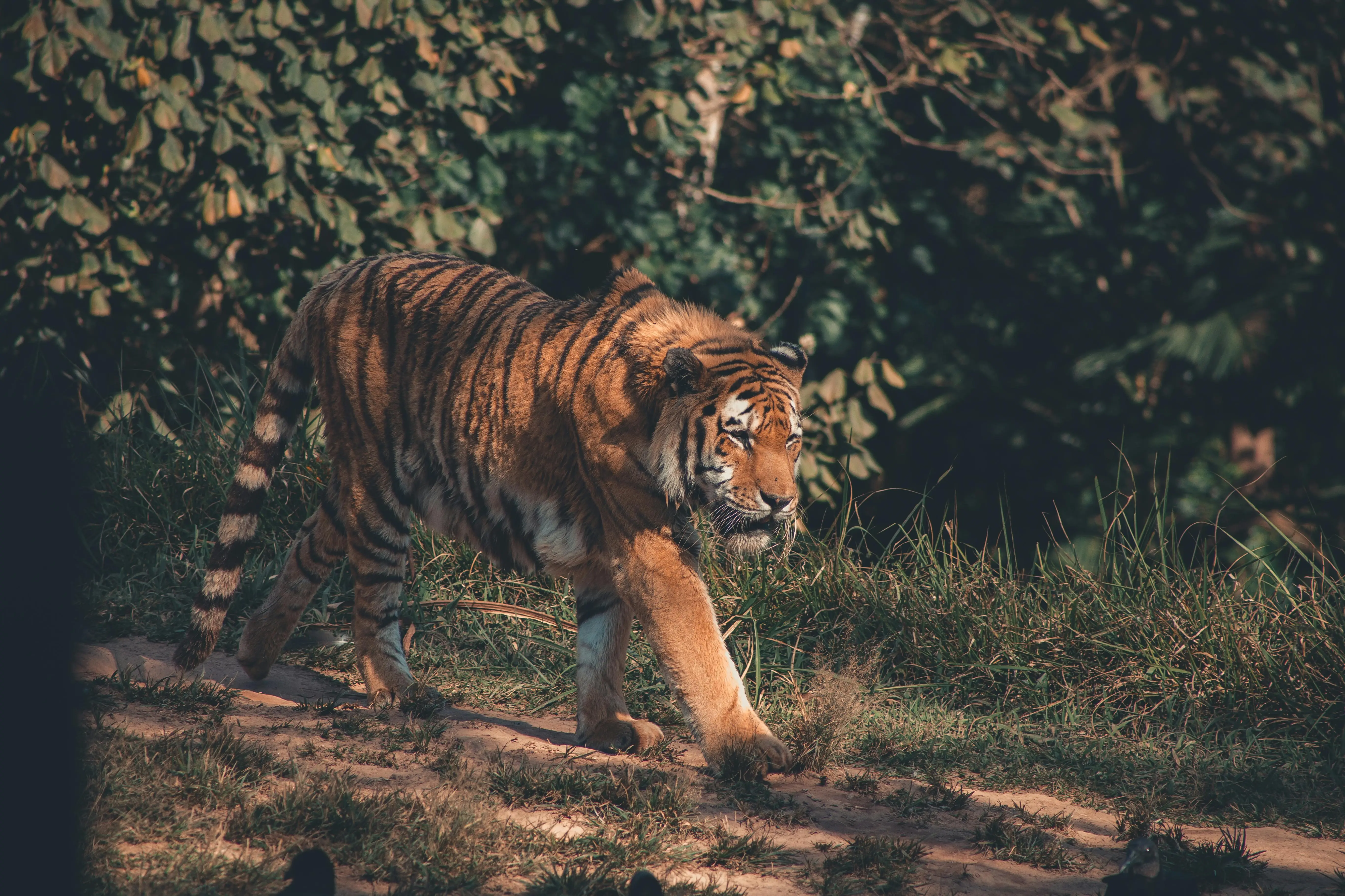 Misteri Harimau Jadi Jadian: Menelusuri Jejak Dukun Penjelmaan dalam Catatan Etnografi