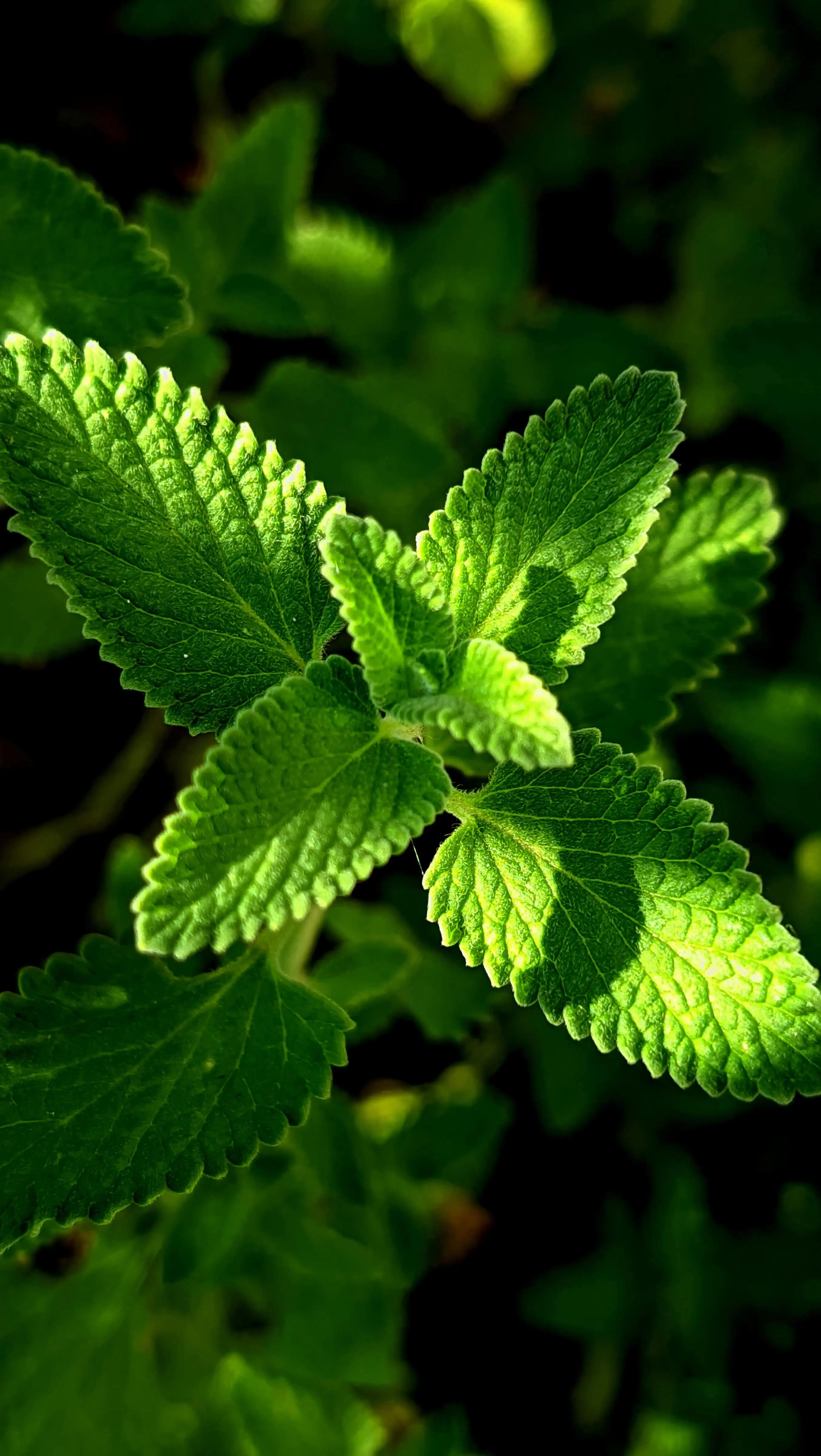 Apakah Daun Mint Aman Dikonsumsi Setiap Hari? Simak Fakta dan Aturan Mainnya