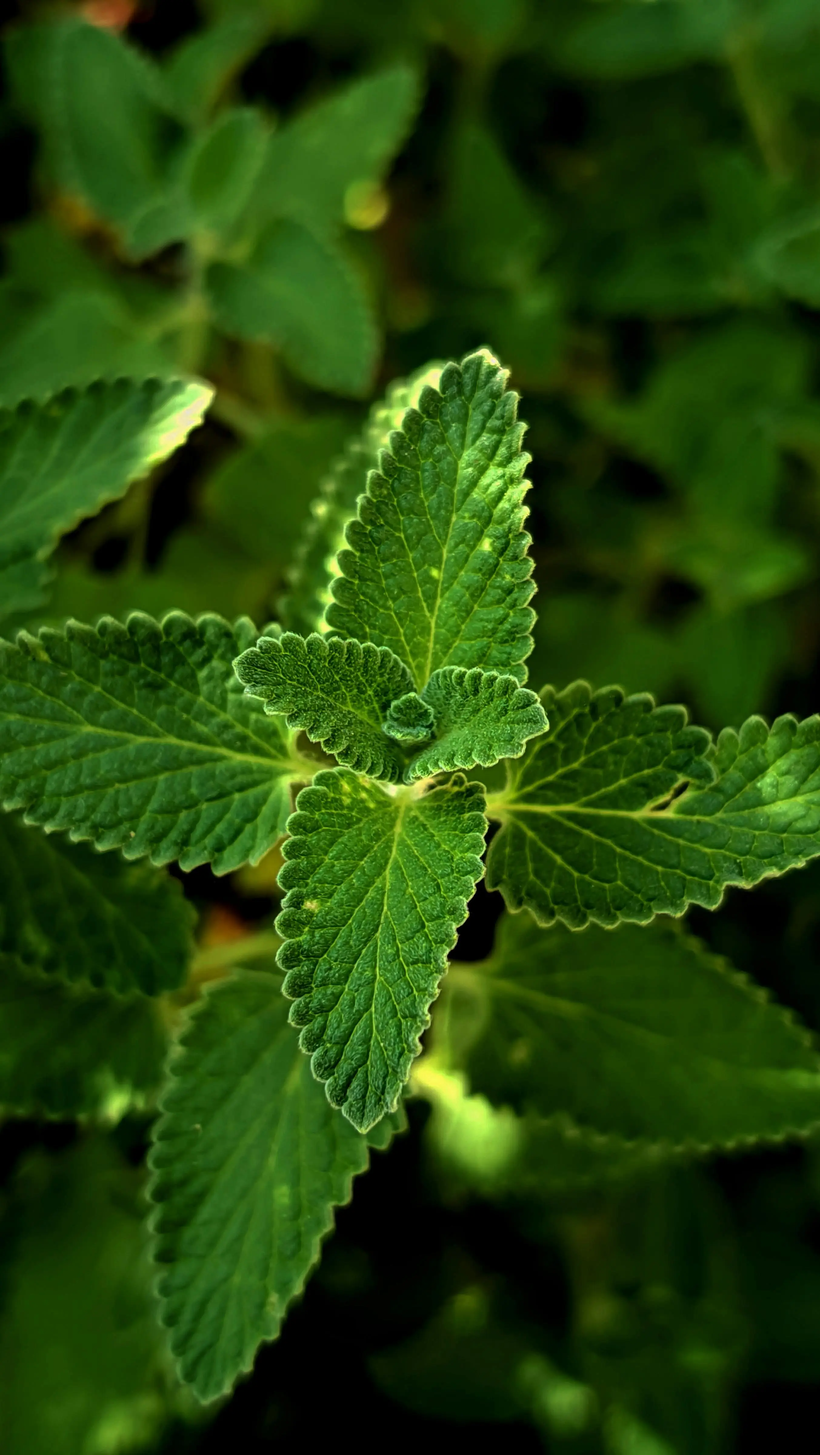 Bukan Sekadar Pengharum Mulut, Inilah Keajaiban Daun Mint untuk Imunitas yang Jarang Diketahui.