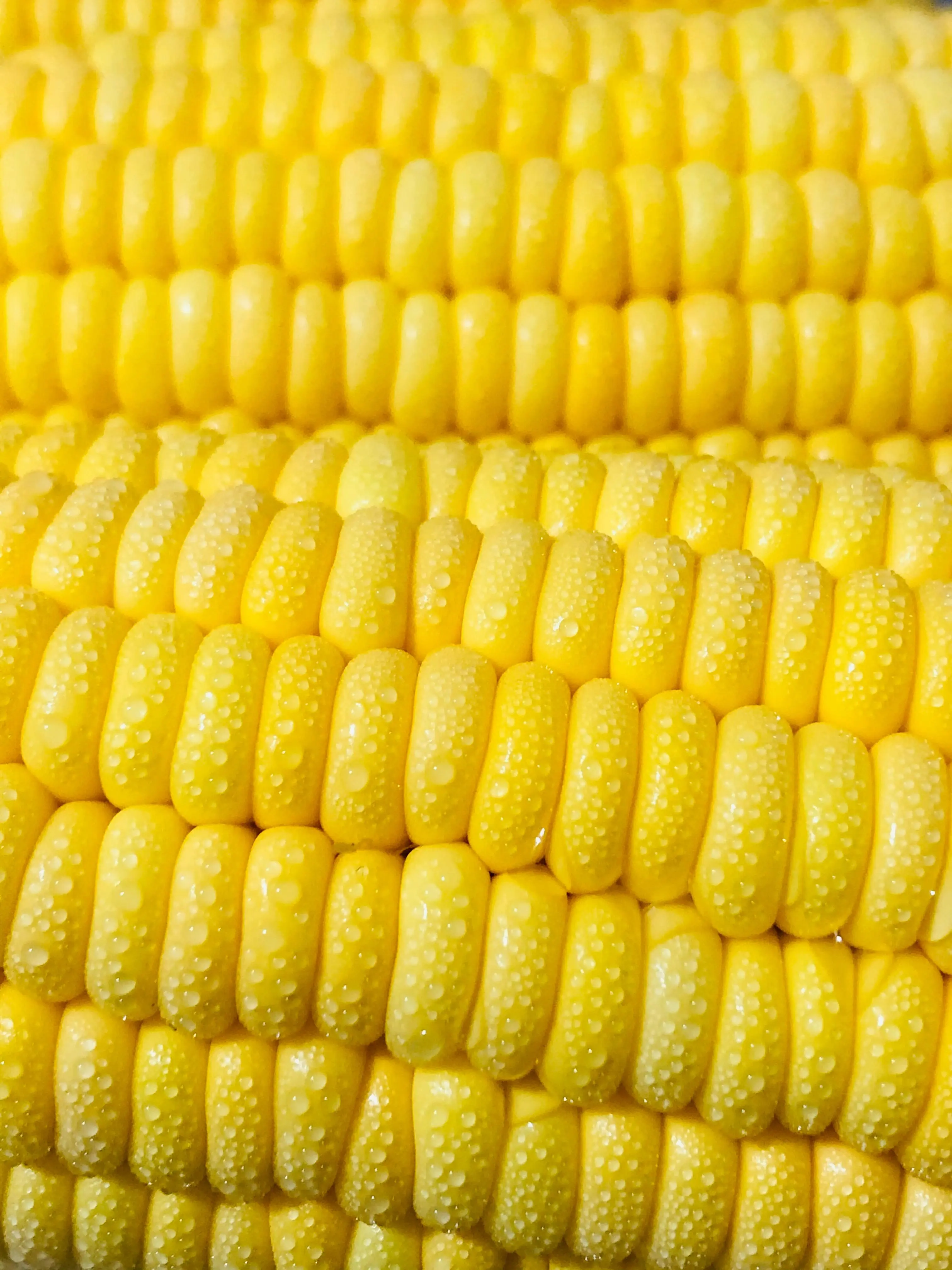 Menelusuri Jejak Karbon dan Nitrogen dari Perkebunan Jagung Modern