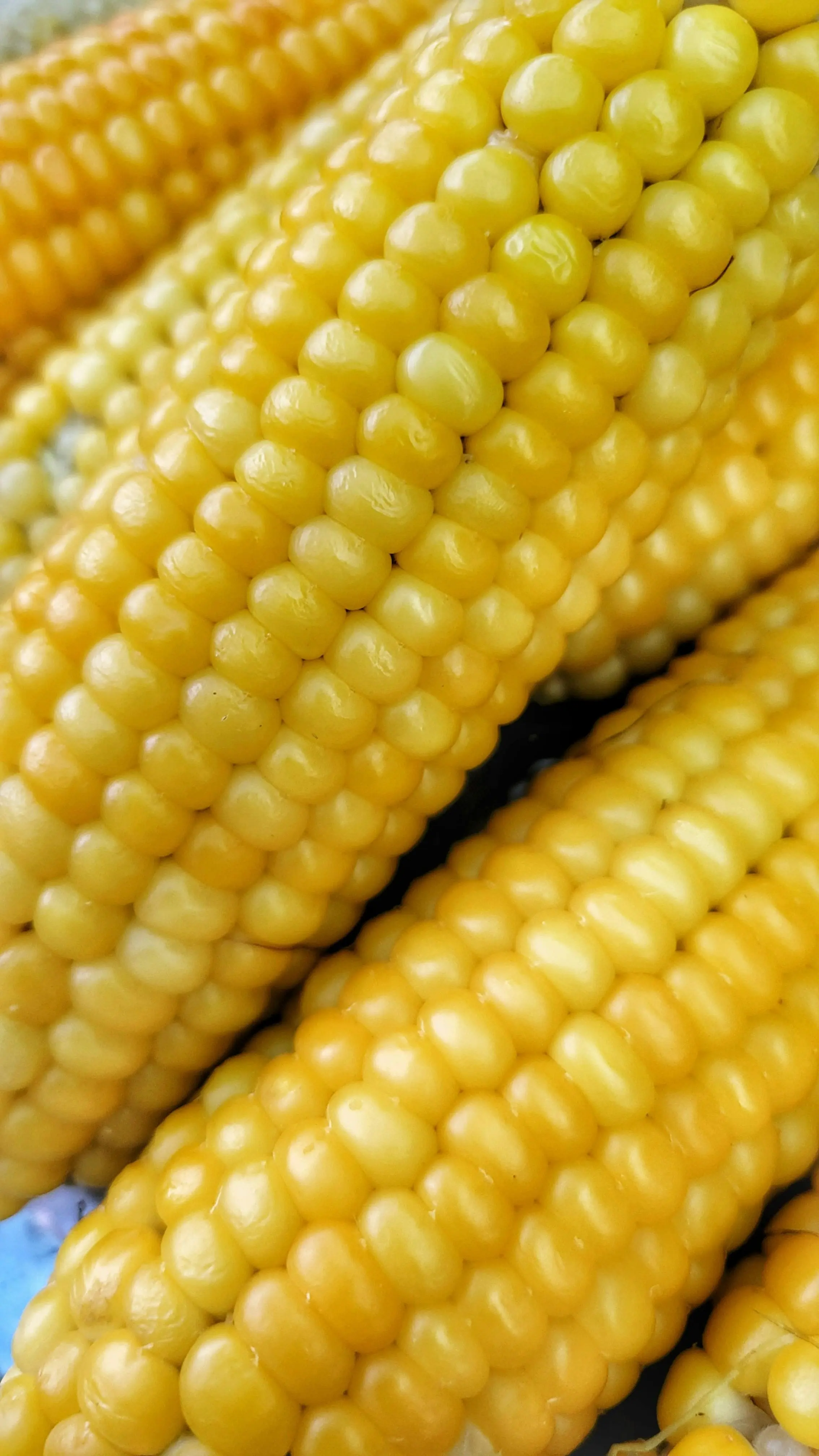 Solusi Krisis Limbah: Transformasi Jagung Menjadi Bioplastik Ramah Lingkungan