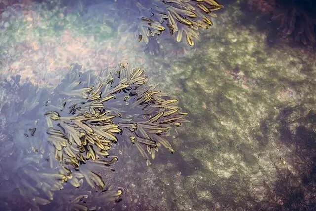 Hutan Bawah Laut: Bagaimana Rumput Laut Menjadi Penyelamat Ekosistem dari Asidifikasi