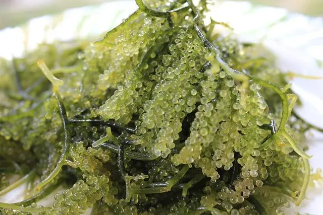 Mengenal Potensi Besar Rumput Laut Sebagai Penyerap Karbon Alami