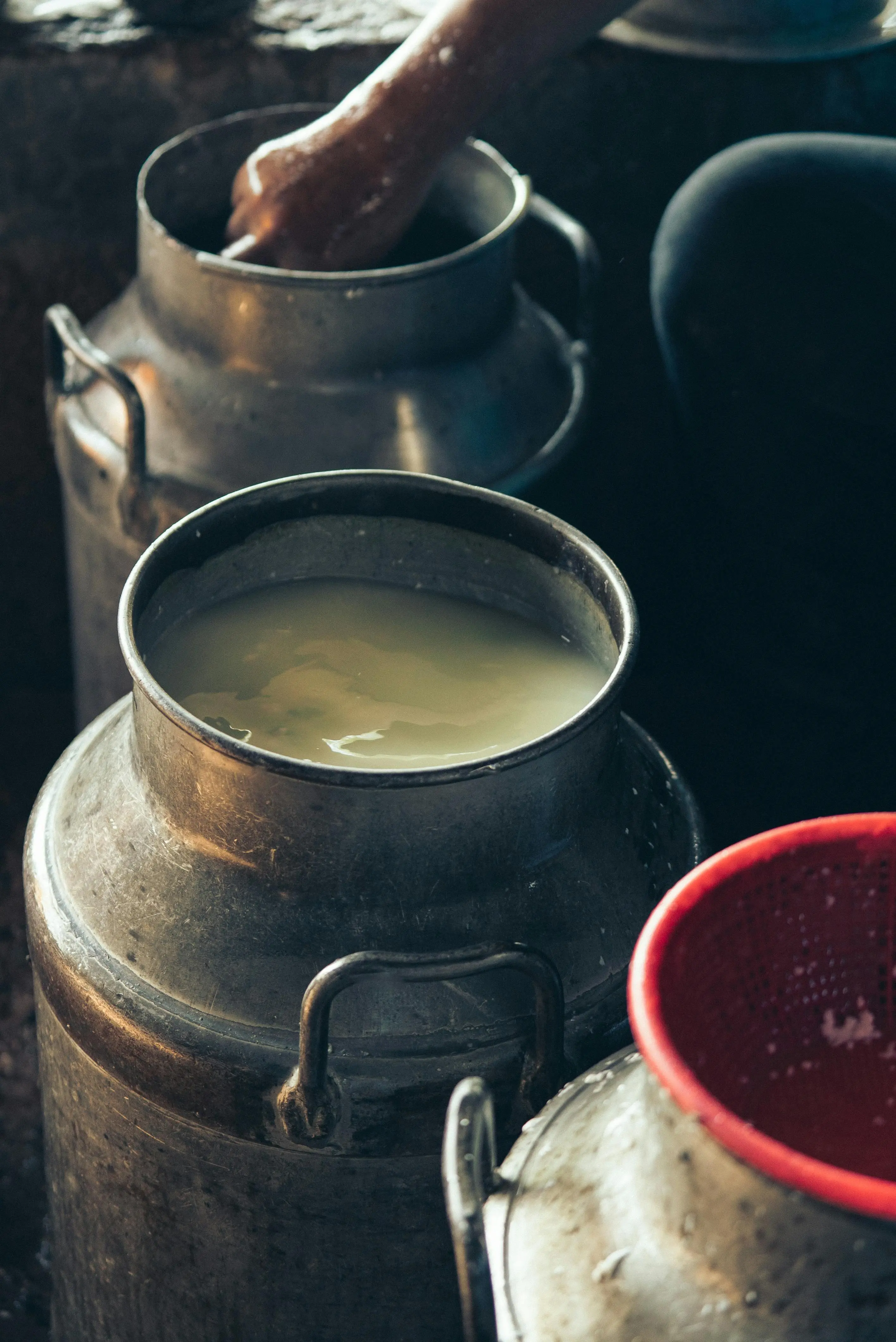 Mengulas Peran Vital Susu dalam Pola Makan Tradisional Berbagai Bangsa