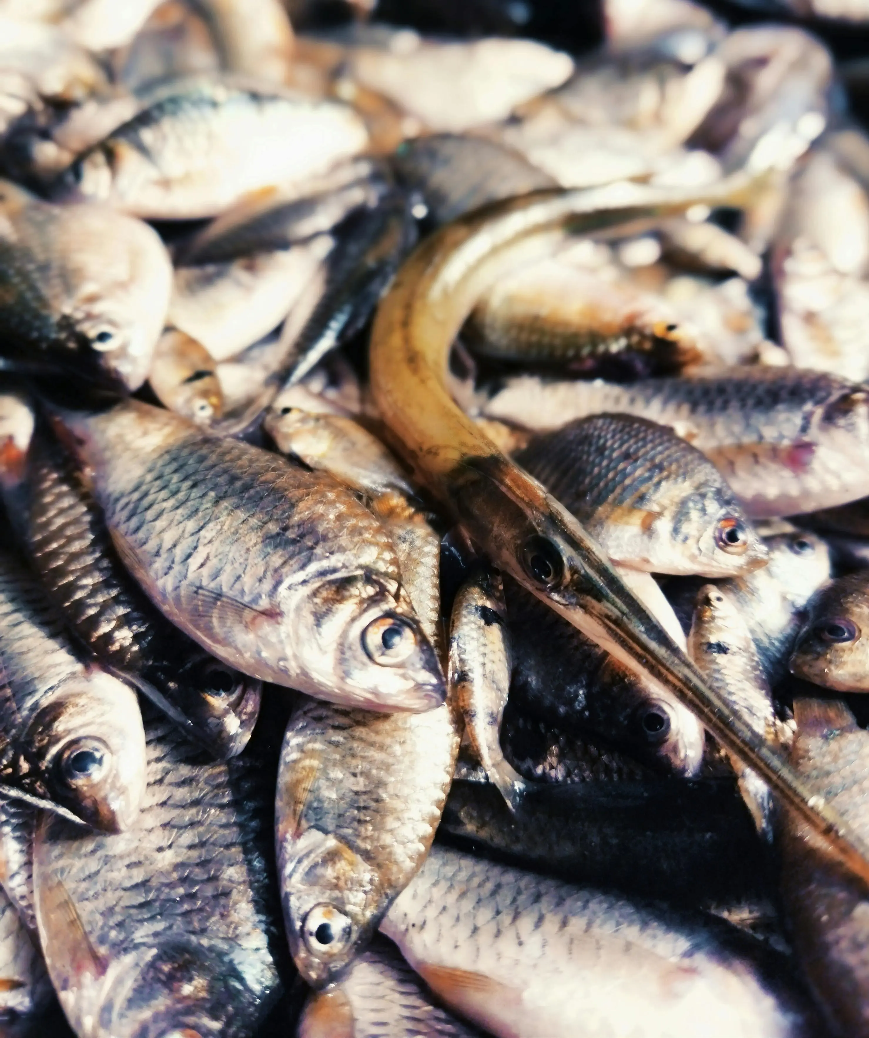 Ikan Mas: Lebih dari Sekadar Hidangan, Sang Legenda Protein Tradisional Dunia