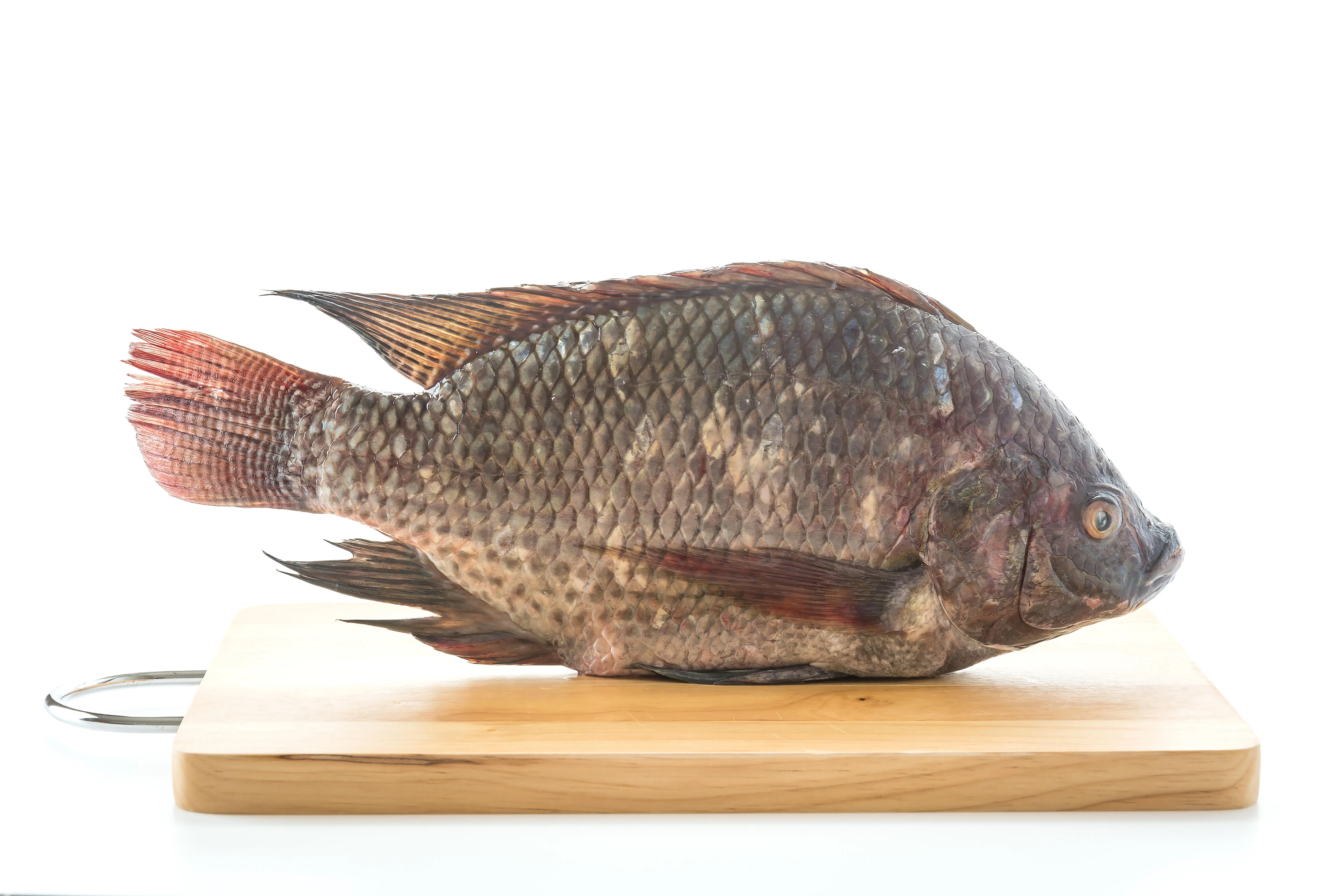 Diet Sehat dengan Ikan Gurame: Mengupas Fakta Nutrisi dan Asam Lemak di Dalamnya