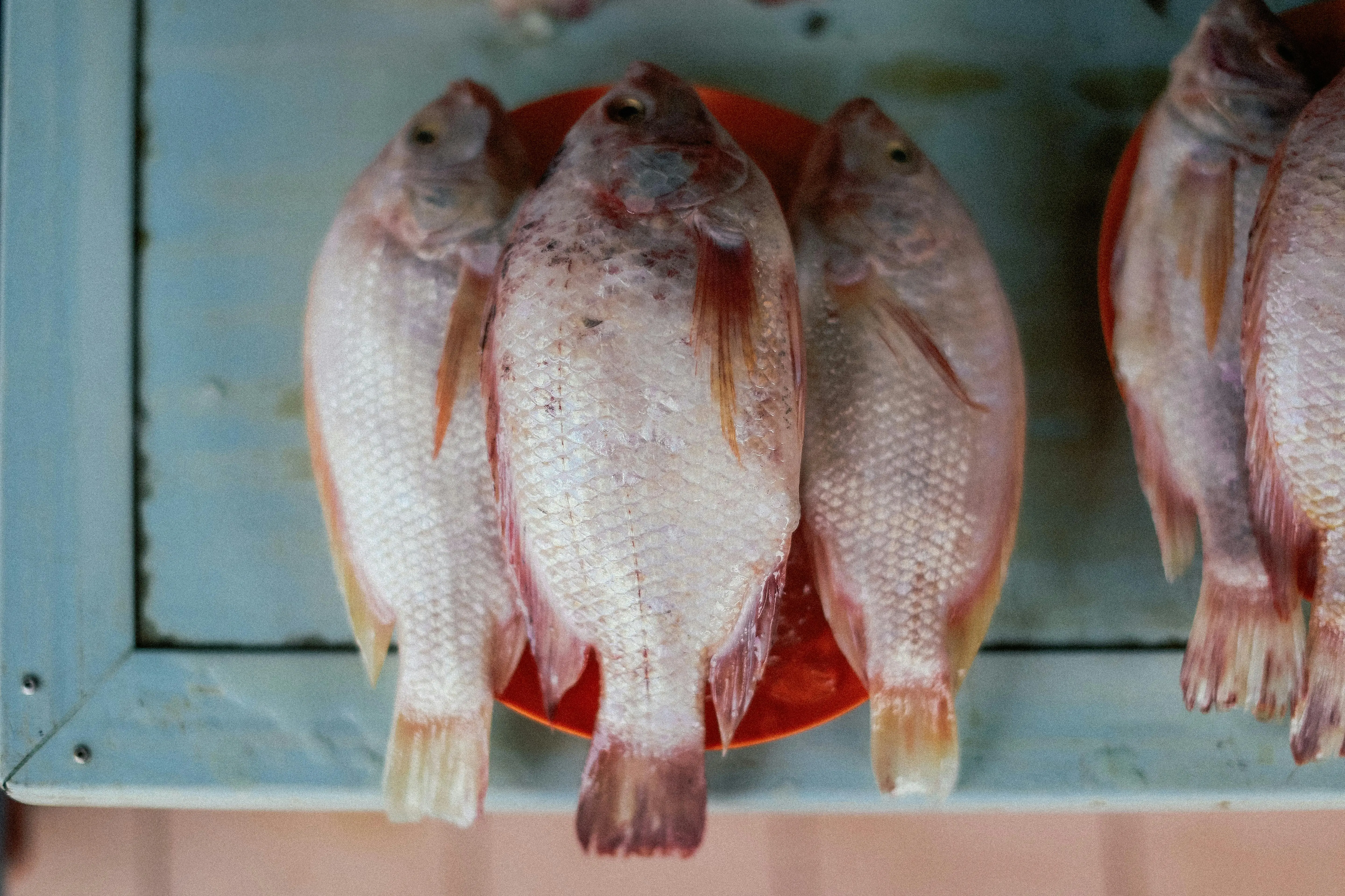 Gurame dalam Standar Nutrisi Dunia: Mengapa Ikan Lokal Ini Layak Masuk Piring Sehat Anda