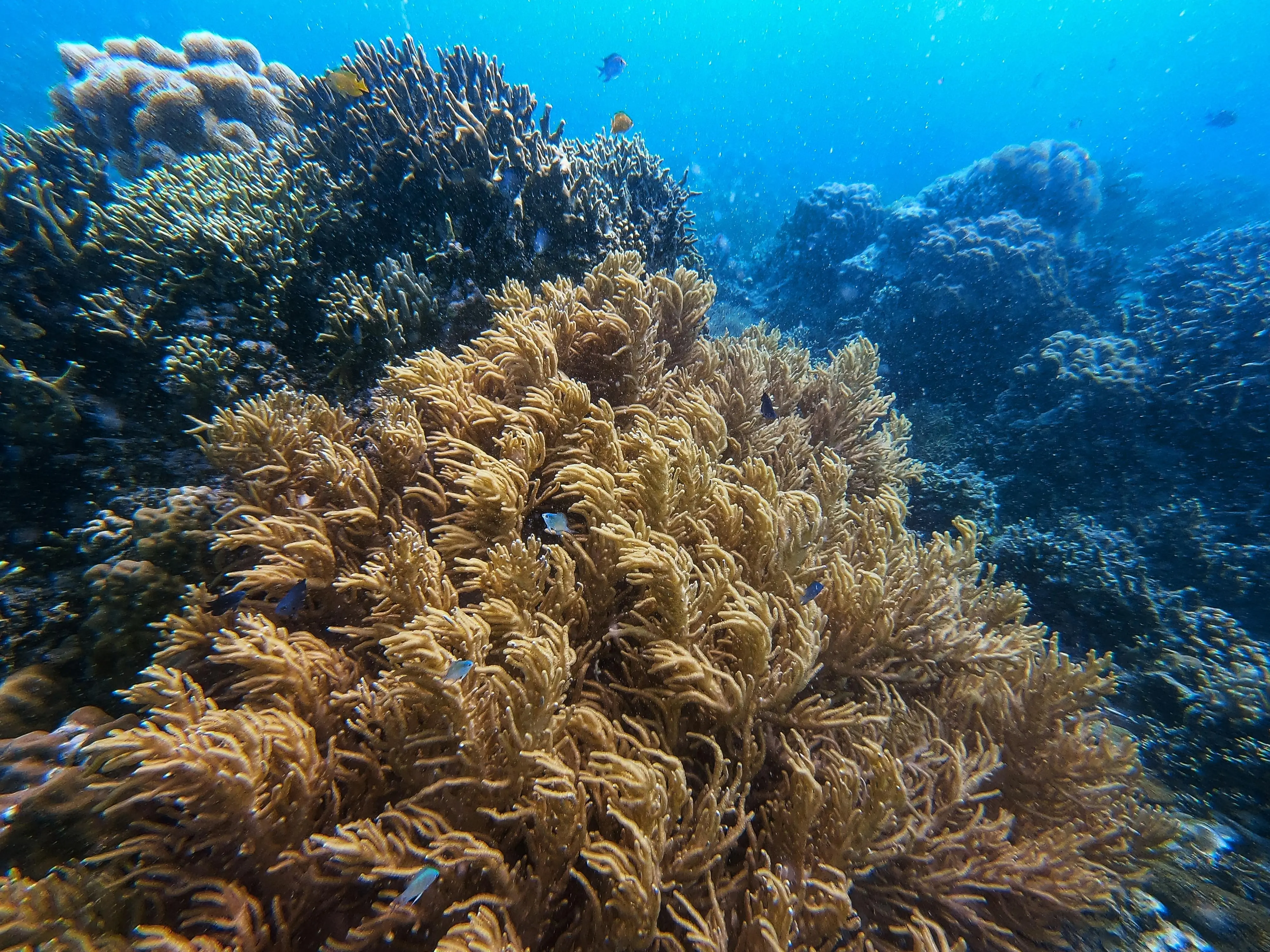 Rahasia Nutrisi Samudera: Mengenal Profil Asam Amino Esensial dalam Protein Rumput Laut