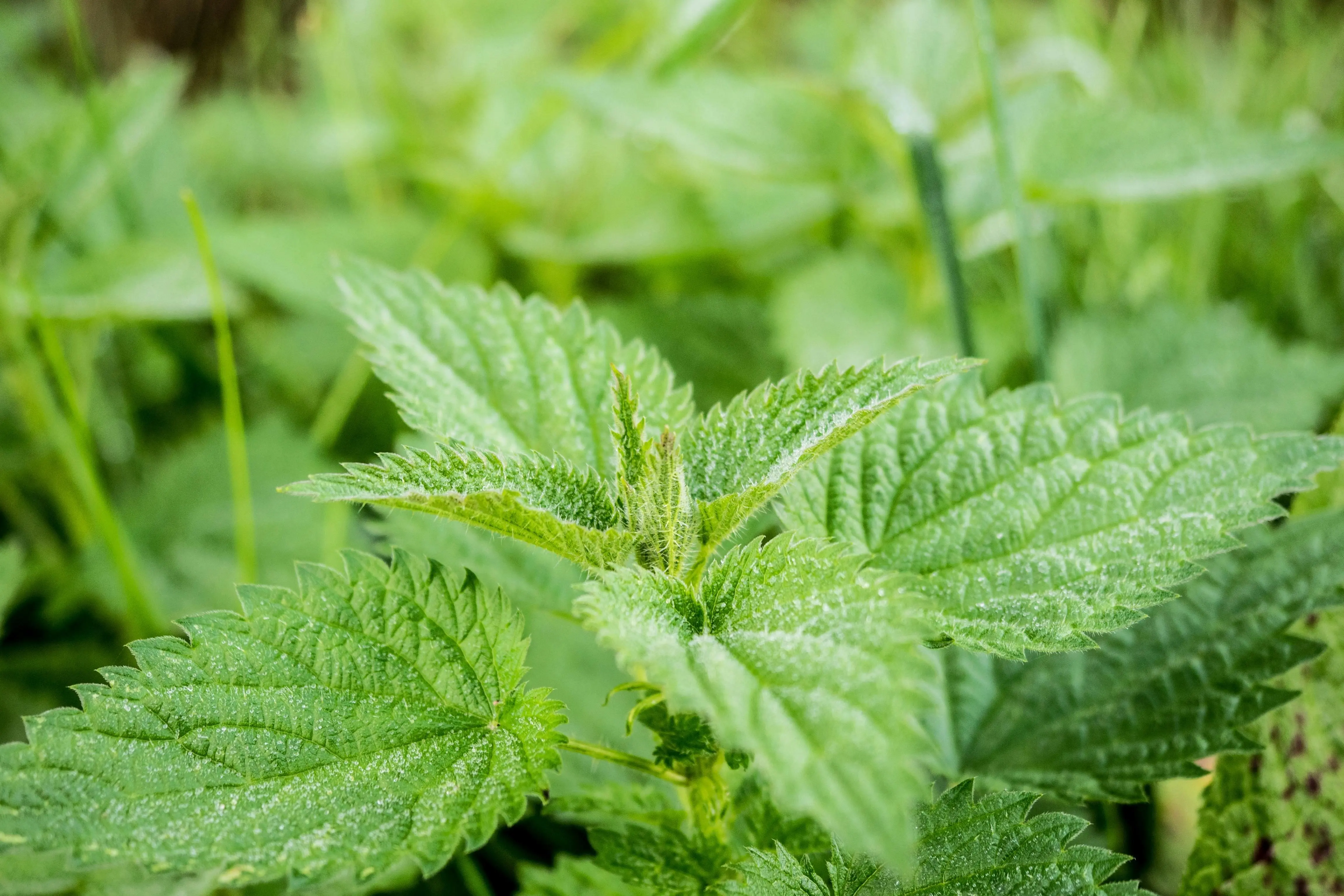 Rahasia Optimalisasi Pertumbuhan Tanaman Herbal di Bawah Terik Matahari Tropis