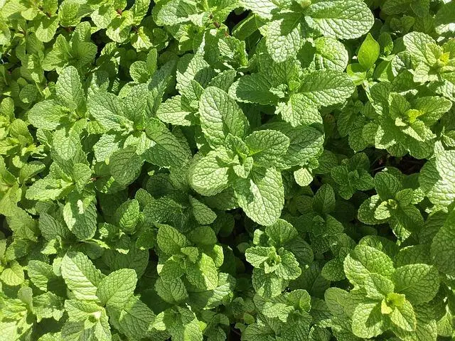 Tips Sukses Budidaya Daun Mint bagi Pemula: Dari Penanaman Hingga Panen