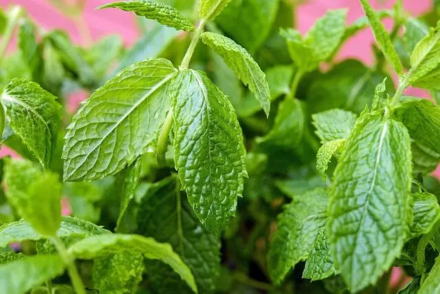 Menemukan Ketenangan dalam Helai Daun Mint: Solusi Alami Pengurang Stres dan Kecemasan