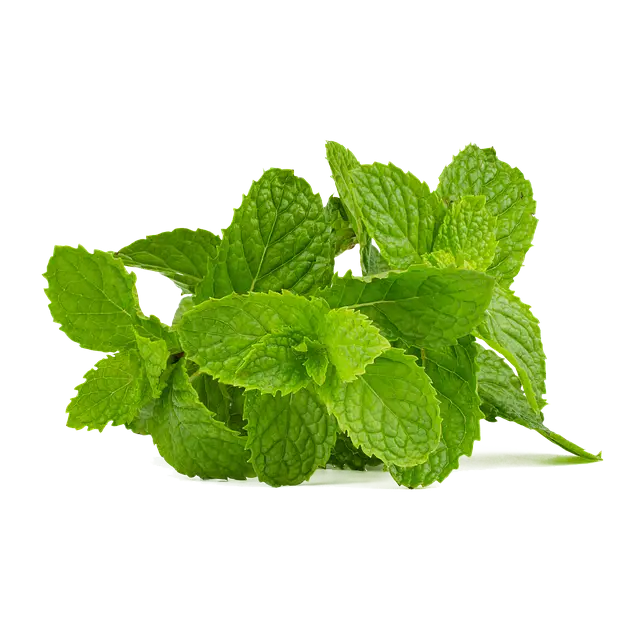 Menghirup Kesegaran: Rahasia Daun Mint dalam Menjaga Kesehatan Saluran Pernapasan
