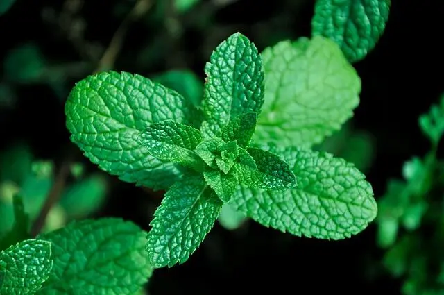 Keajaiban Daun Mint: Solusi Alami dalam Mengatasi Mual dan Gangguan Lambung