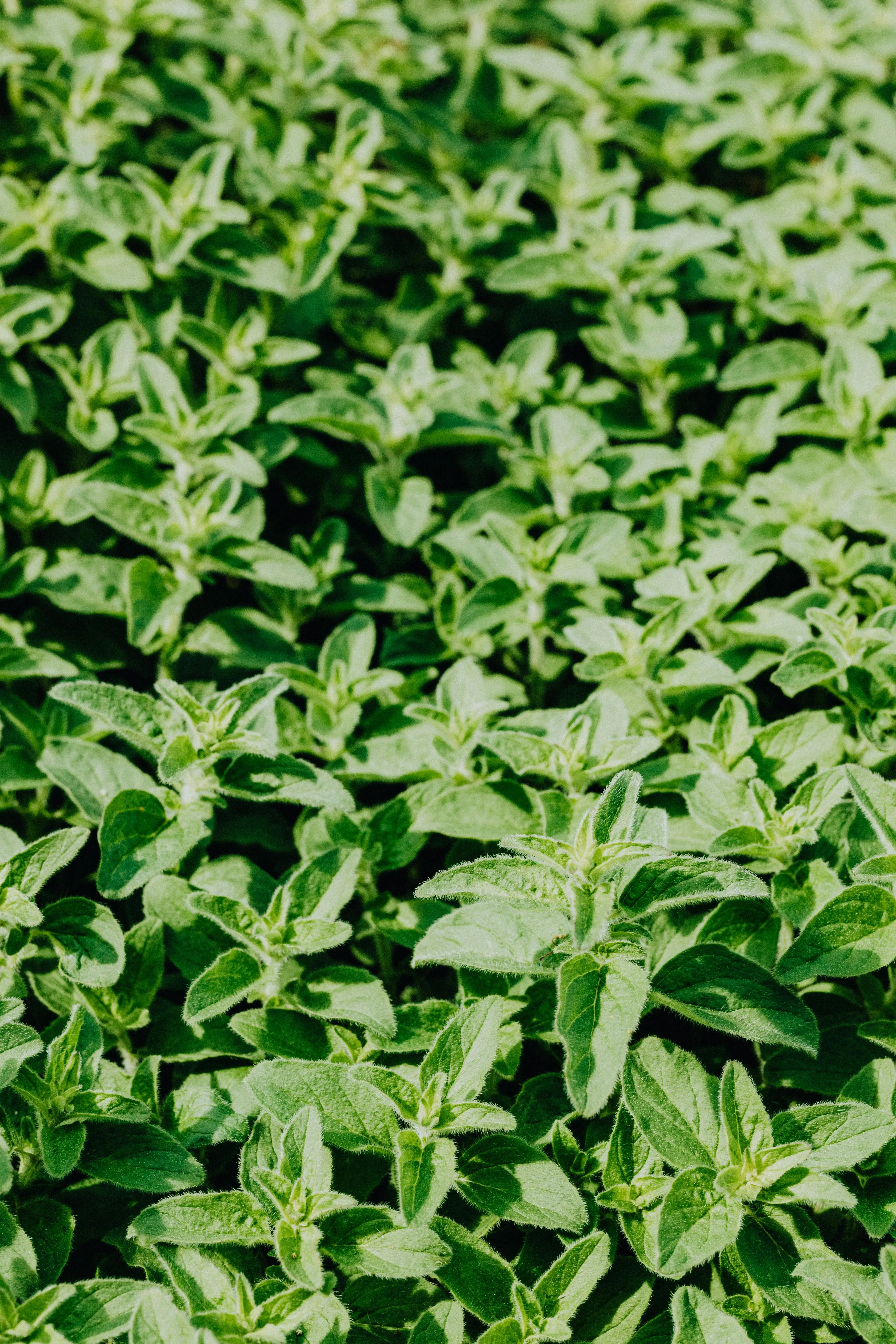 Rahasia Dibalik Kesegaran Daun Mint: Menelusuri Kekayaan Nutrisi yang Sering Terabaikan