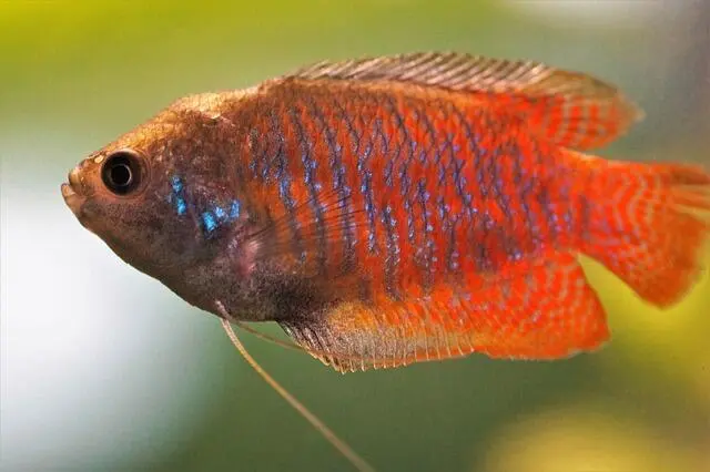 Rahasia di Balik Popularitas Gurame: Mengapa Ikan Ini Jadi Primadona Ekonomi di Asia Tenggara?