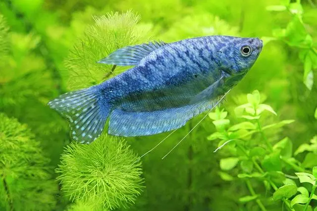 Mengapa Ikan Gurame Menjadi Sumber Protein Terbaik untuk Kesehatan Jantung?