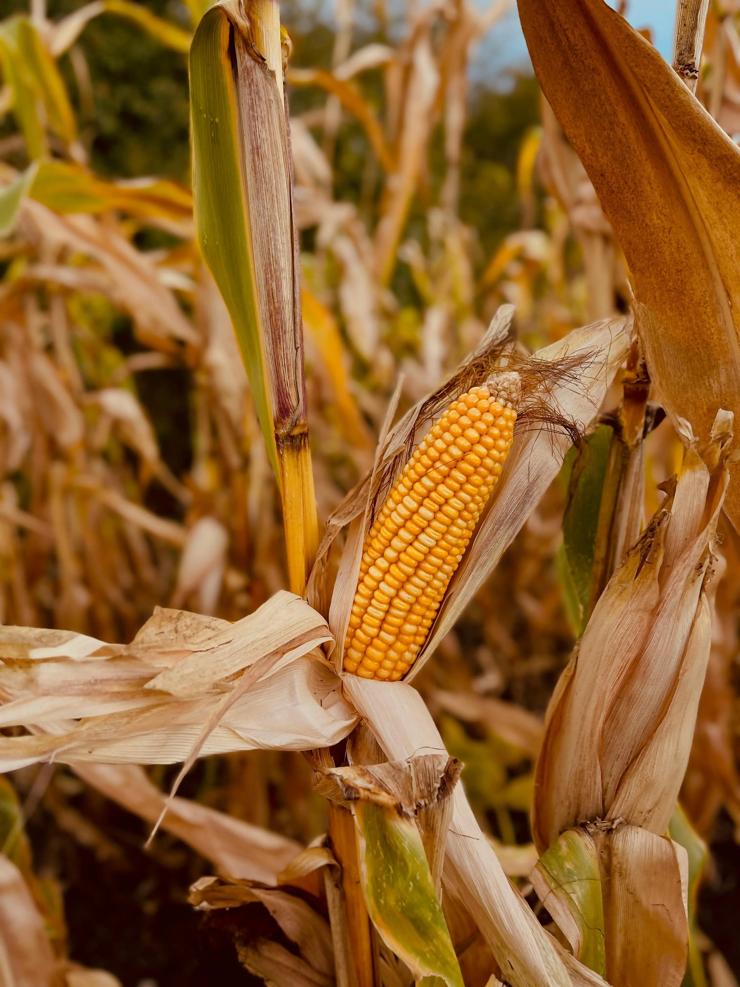 Dampak Ekonomi dan Lingkungan Penggunaan Biofuel Berbasis Jagung di Pasar Global