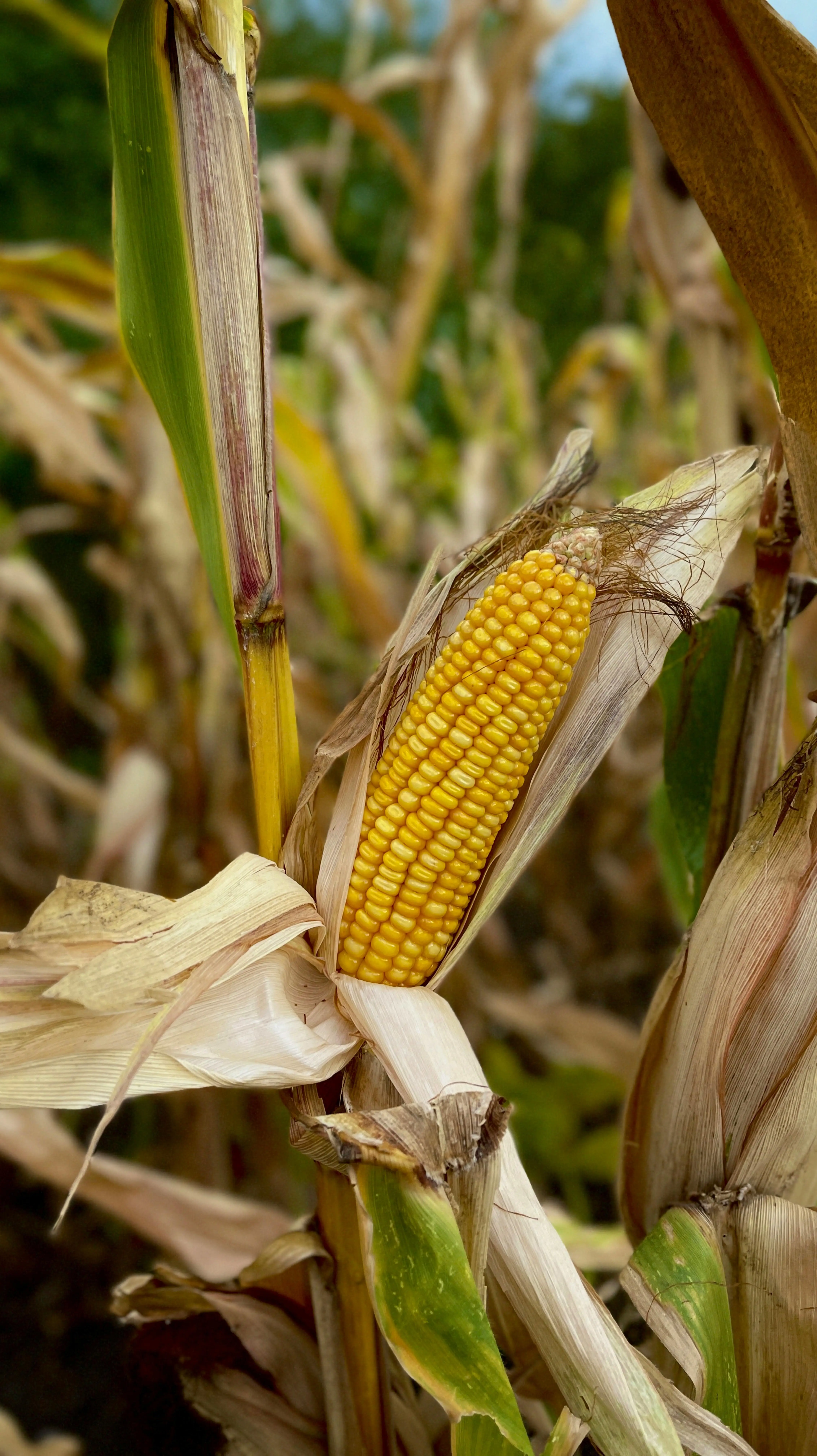 Transformasi Emas Hijau: Mengulas Peran Jagung dalam Revolusi Bioetanol Global