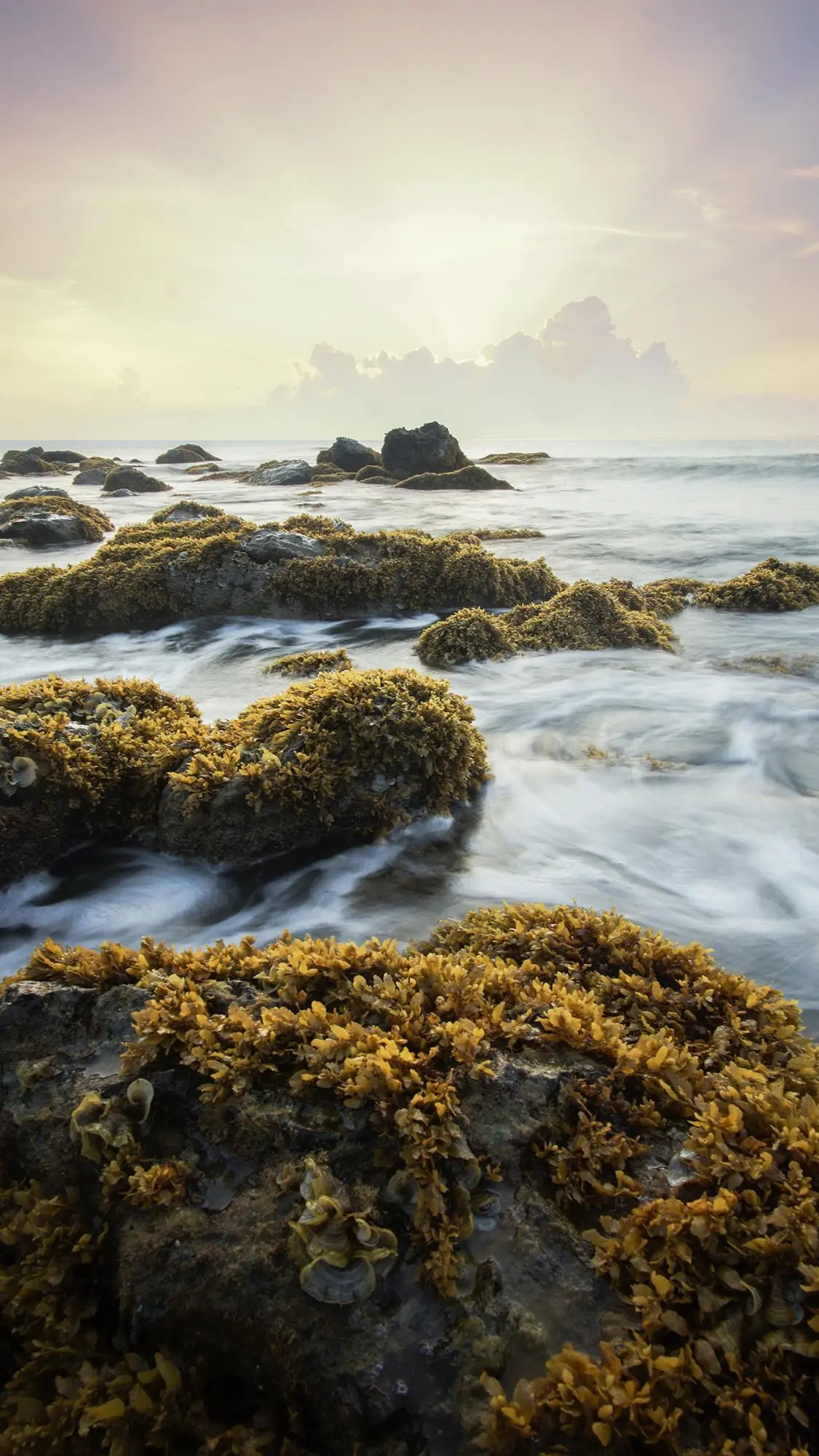 Menjelajahi Manfaat Rumput Laut: Superfood dari Samudra yang Kaya Nutrisi