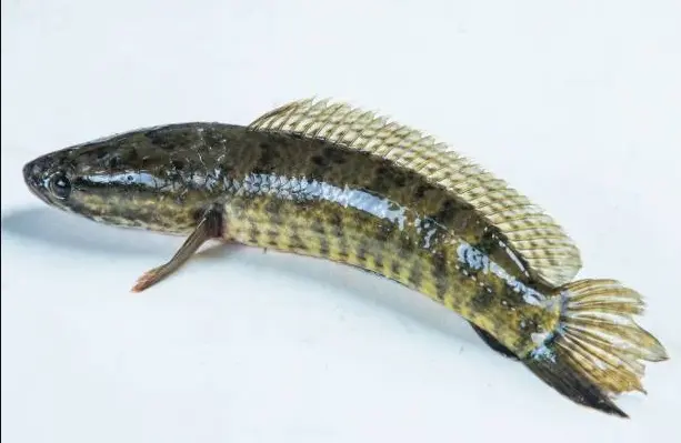 Kandungan Albumin Ikan Gabus Menurut Sains: Benarkah Bisa Mempercepat Penyembuhan Luka?