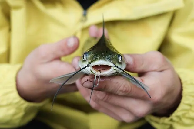 Sering Diremehkan, Ternyata Ikan Lele Punya Kandungan Omega-3 yang Diakui Pakar Kesehatan