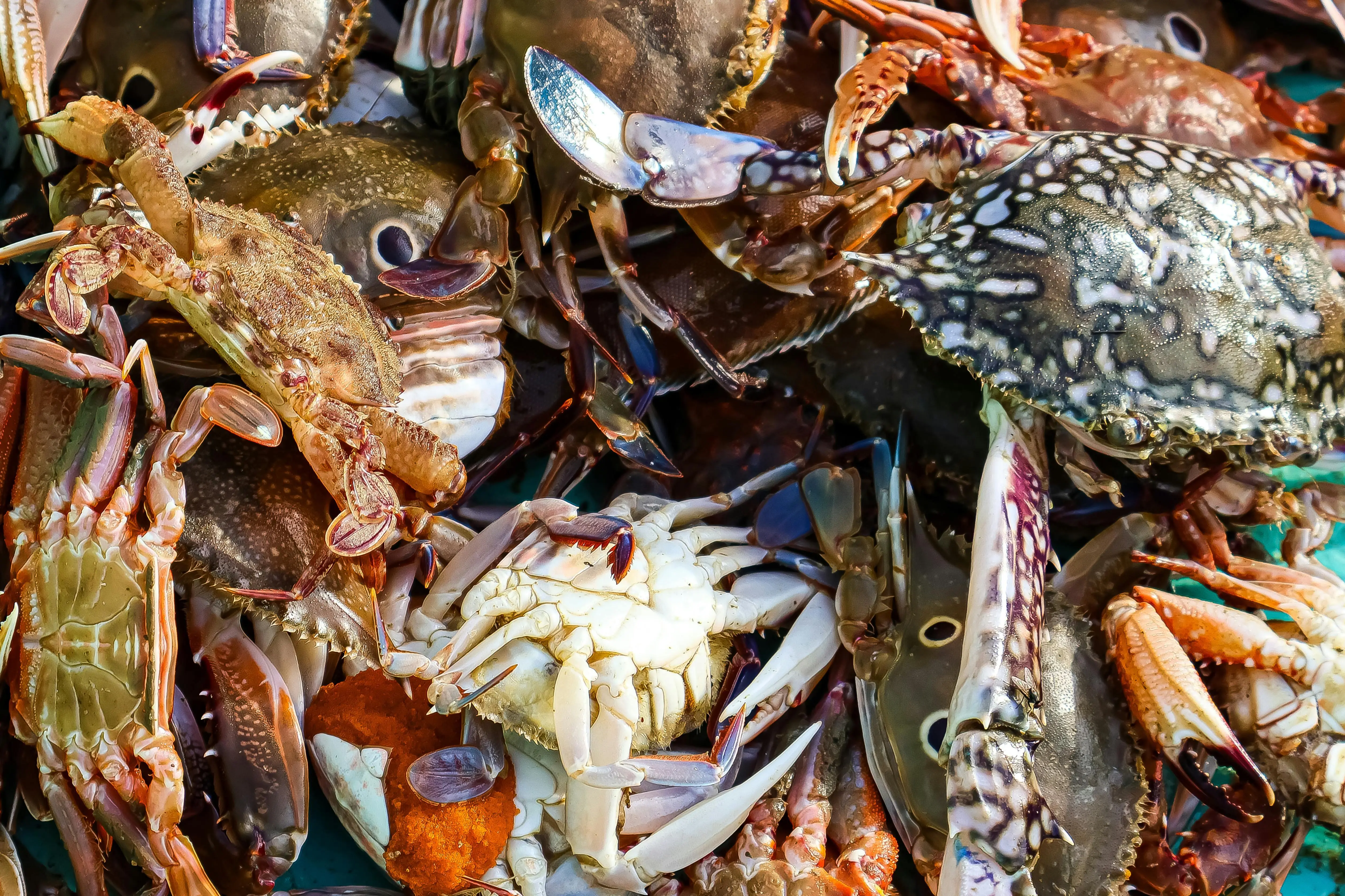 Pesan di Balik Cangkang Keras: Memahami Filosofi Kepiting sebagai Simbol Perlindungan dan Regenerasi