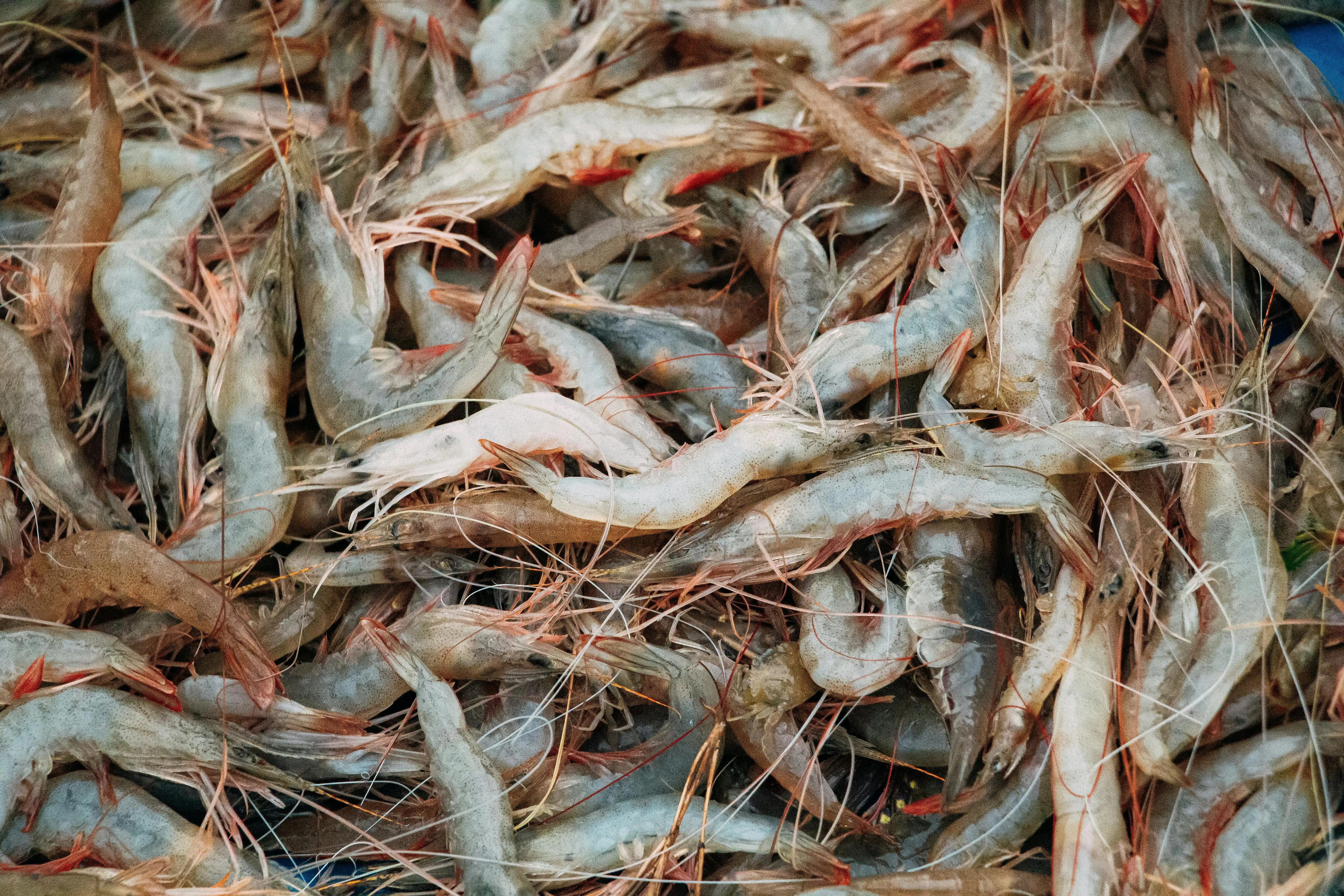 Bukan Cuma Mewah, Ini Alasan Udang Jadi Menu Wajib di Meja Makan Berbagai Negara