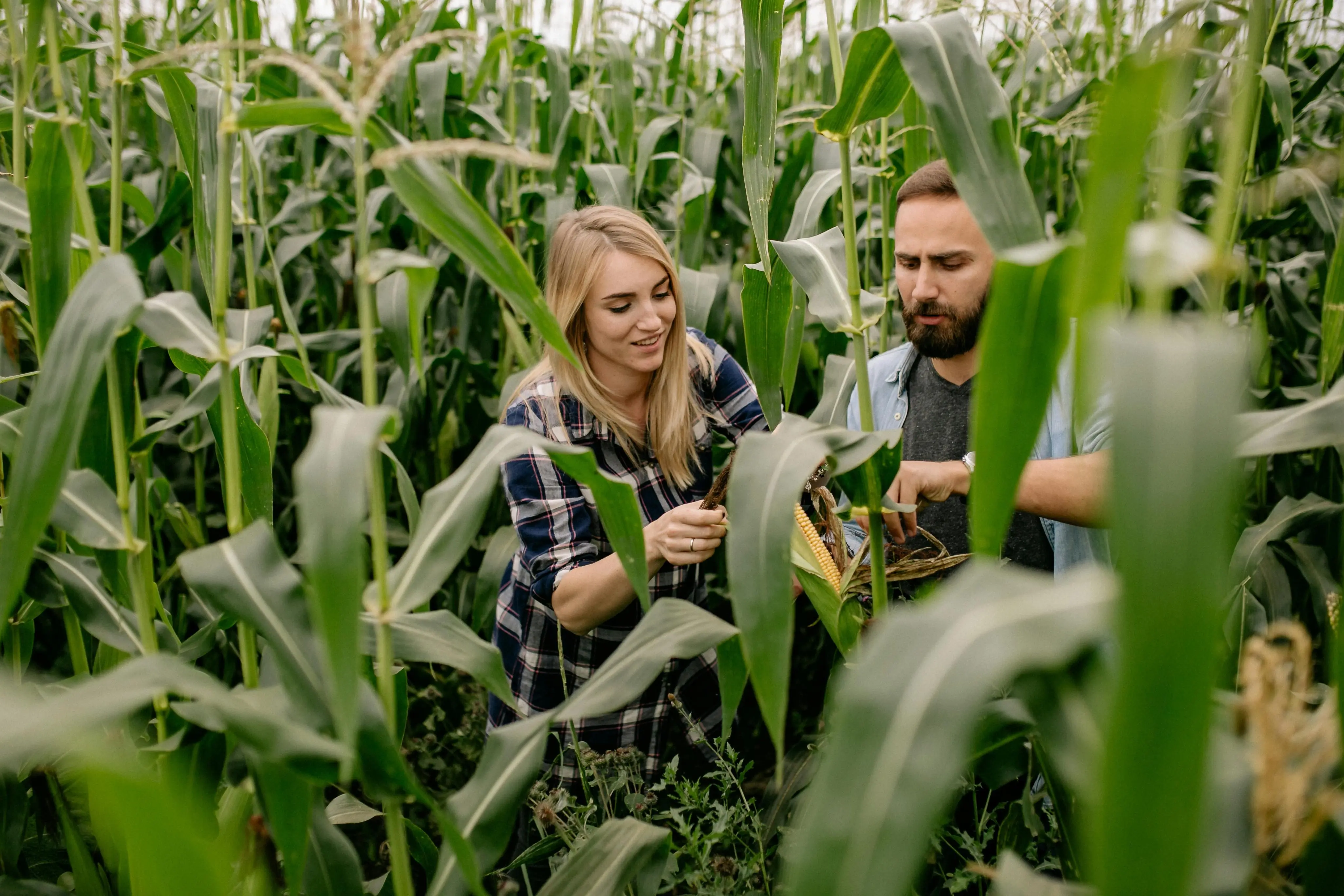 Bukan Sekadar Tanam Lalu Panen, Begini Cara Petani Milenial Amerika Kelola Ladang Jagung Lewat Smartphone