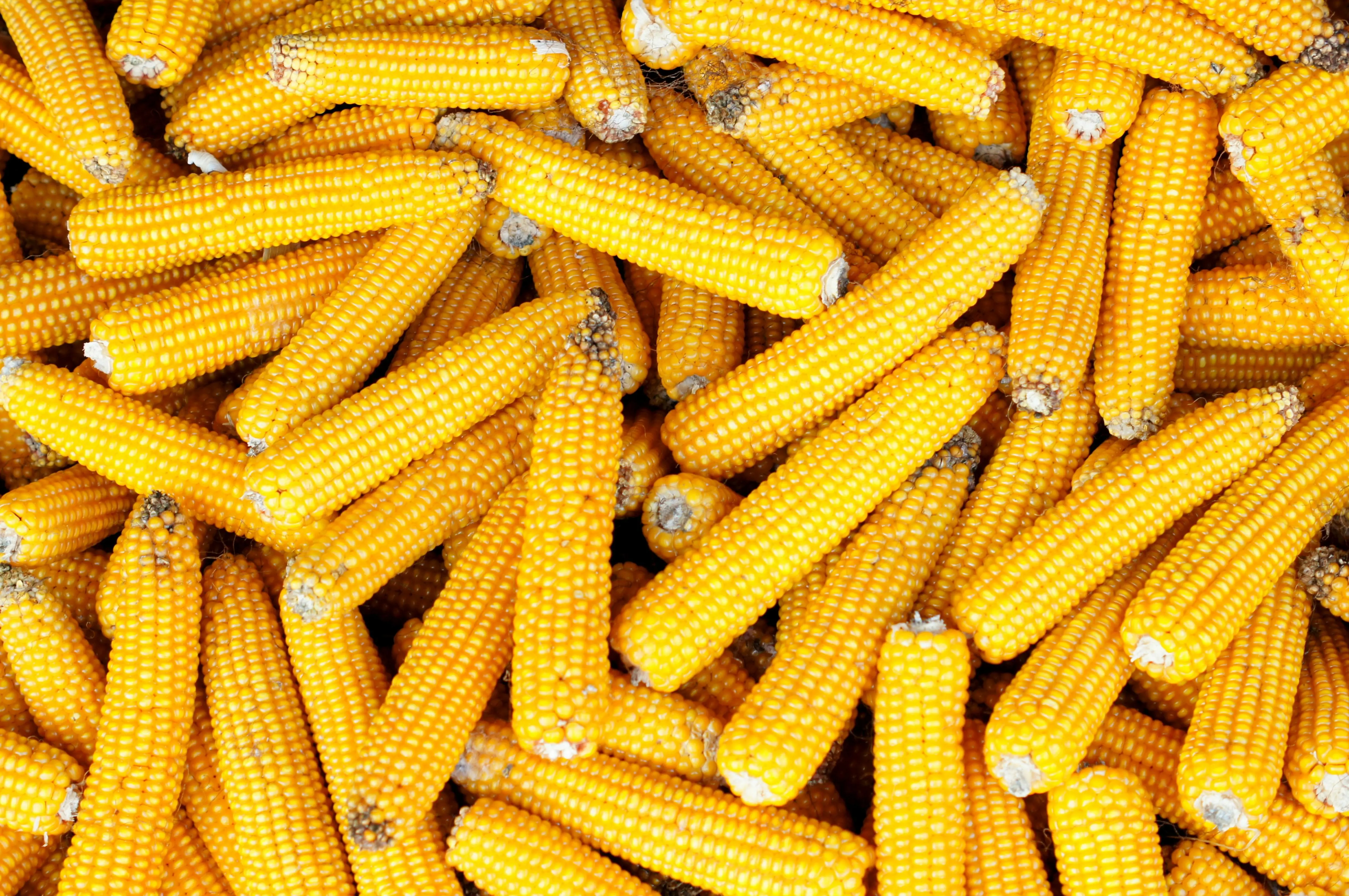 Bukan Sekadar Pengganti Gandum, Inilah Keunggulan Jagung dalam Diet Gluten Free