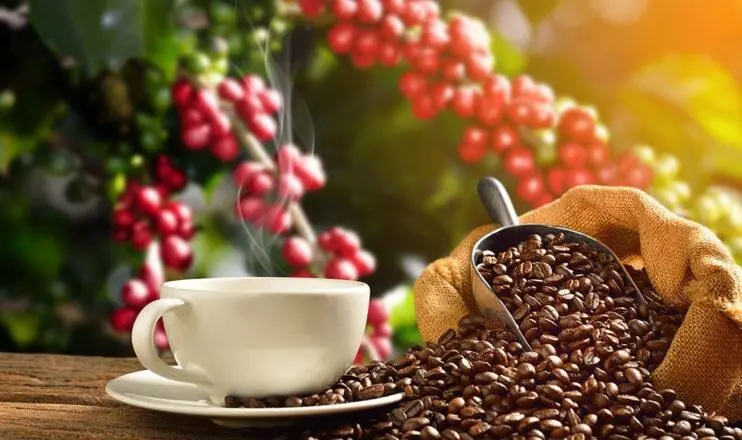 Lebih dari Sekadar Minum Kopi, Ini Negara dengan Budaya Kopi Terbesar di Dunia
