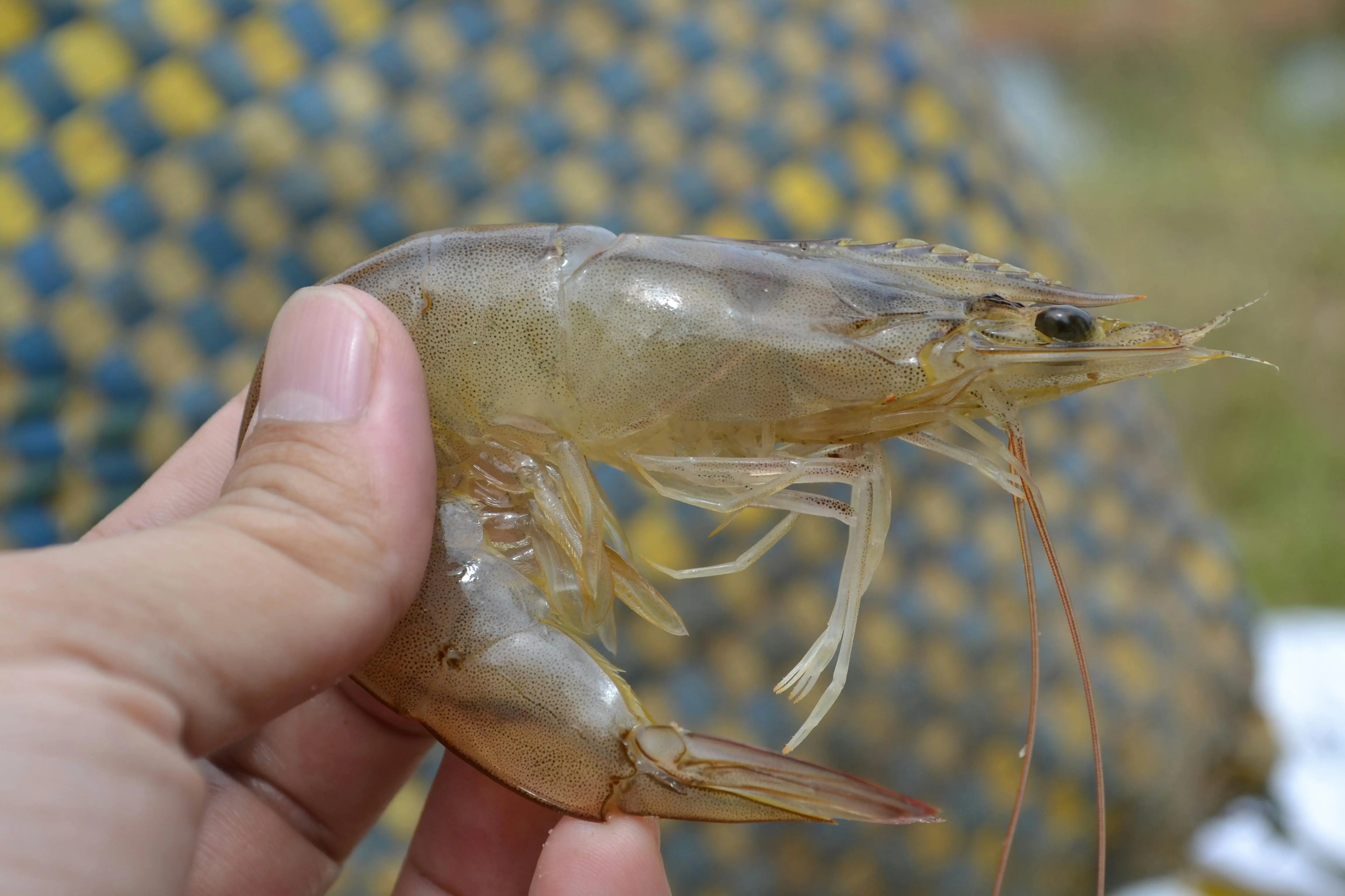 Lebih Kuat dari Kelihatannya, Inilah Mekanisme Pertahanan Diri Udang yang Menakjubkan