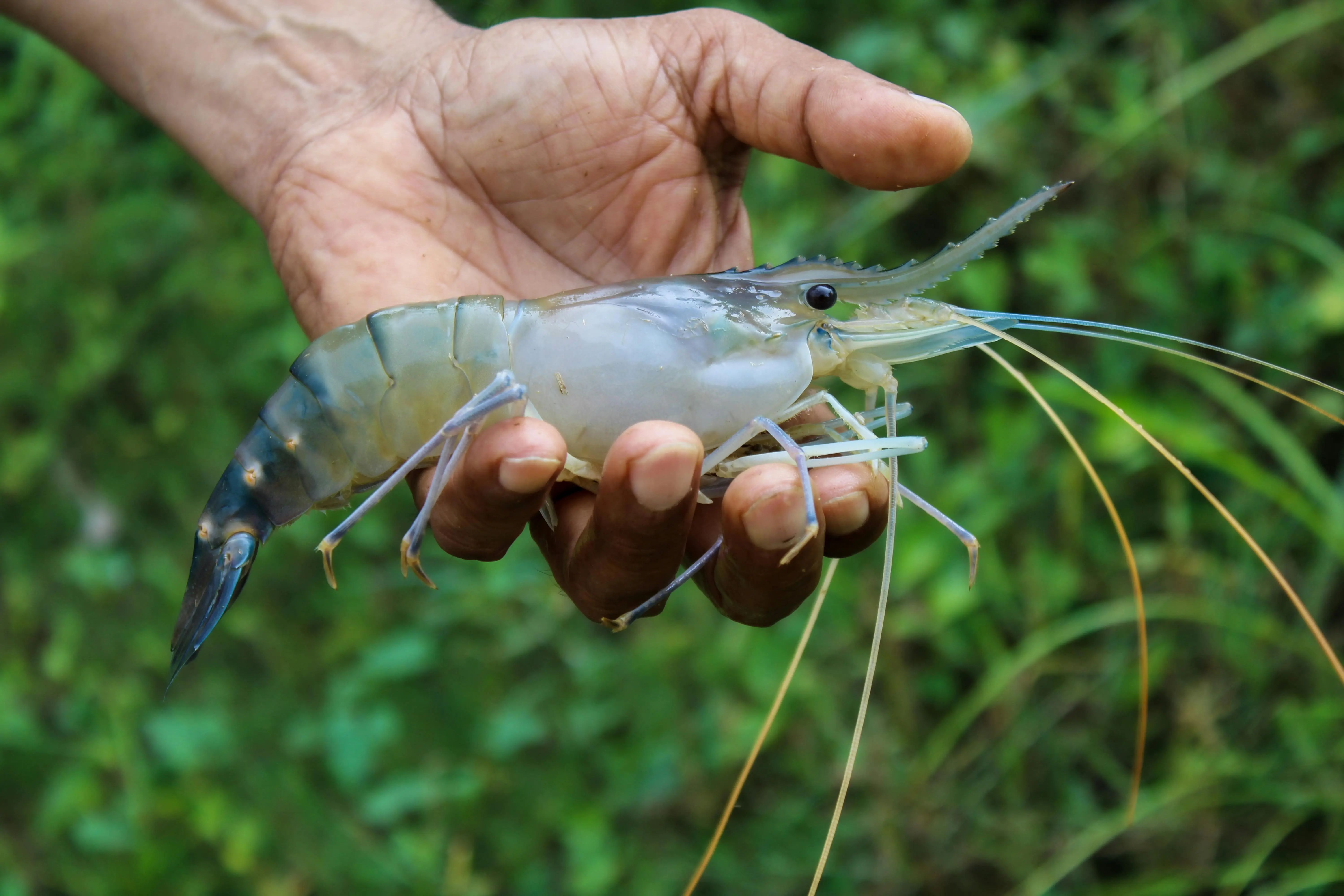 Rahasia Kehidupan Udang Air Tawar: Sang Pembersih Sungai yang Menakjubkan