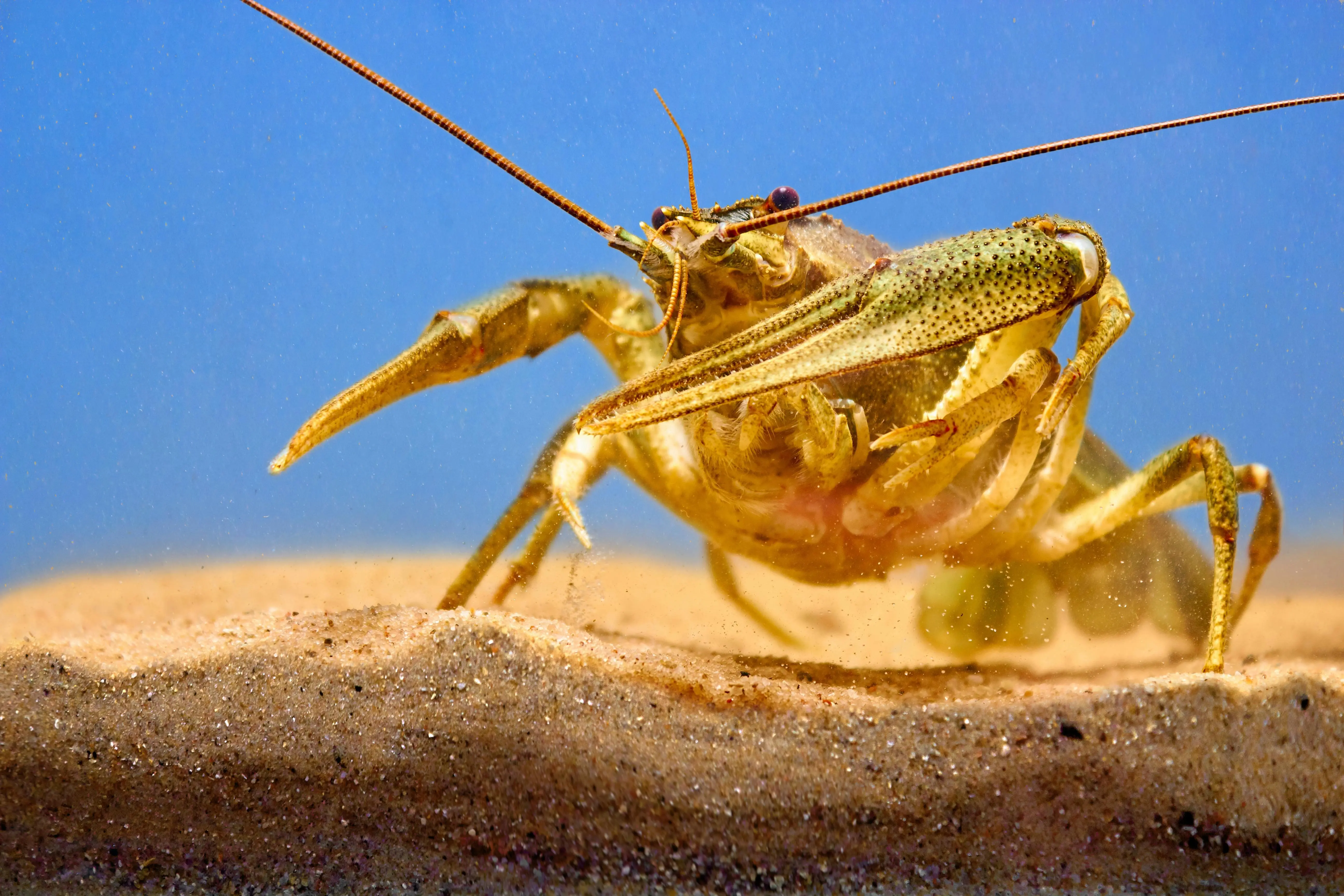 Pesona Lautan: 5 Jenis Udang dengan Warna Paling Unik yang Memanjakan Mata