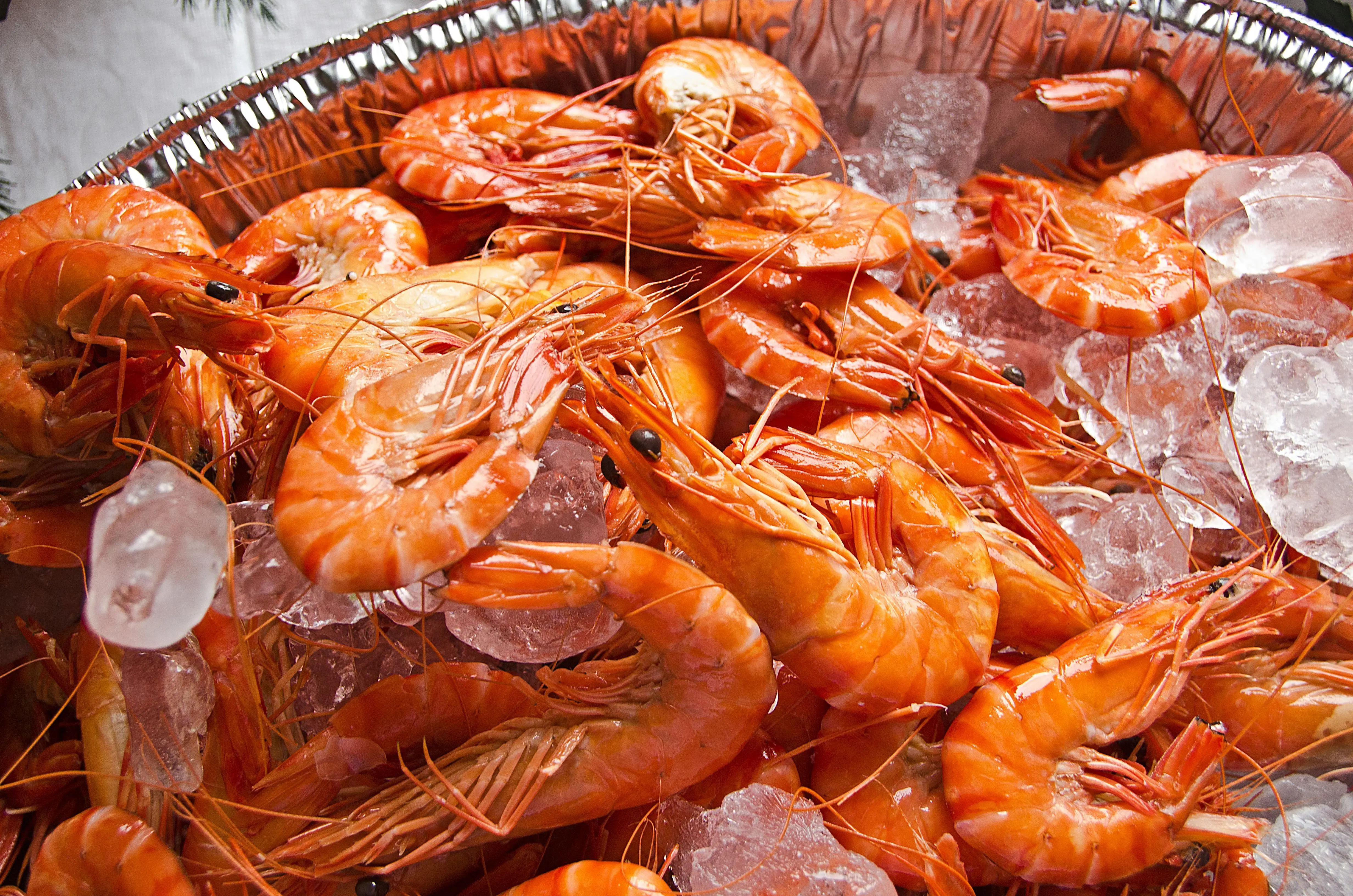 Rahasia di Balik Cangkang: Inilah Fakta Unik Udang yang Jarang Diketahui Dunia