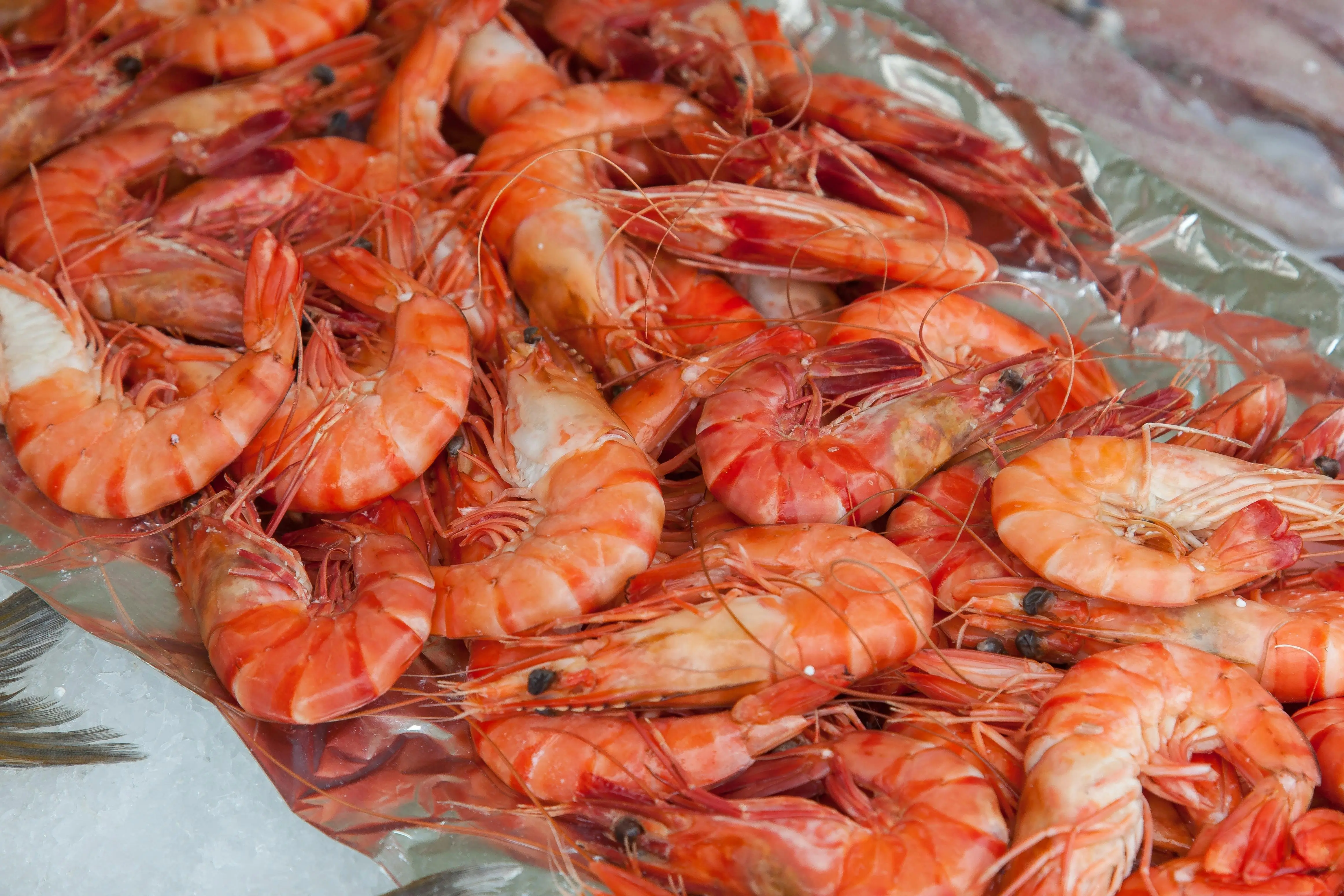 Lebih dari Sekadar Kuliner, Inilah 4 Fungsi Udang dalam Rantai Makanan Menurut NOAA