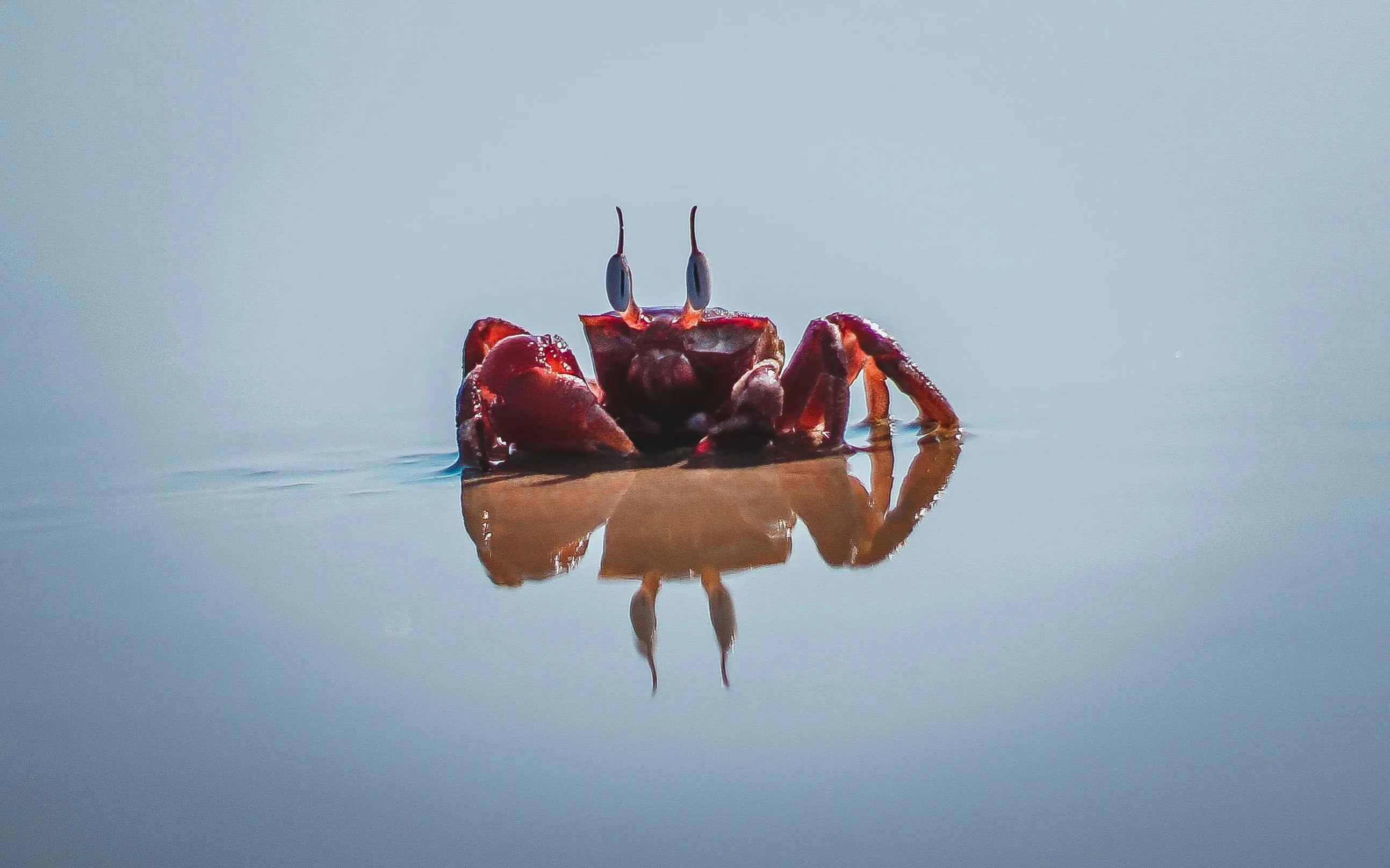 Filosofi dan Sejarah Kepiting: Alasan di Balik Popularitasnya Selama Ribuan Tahun