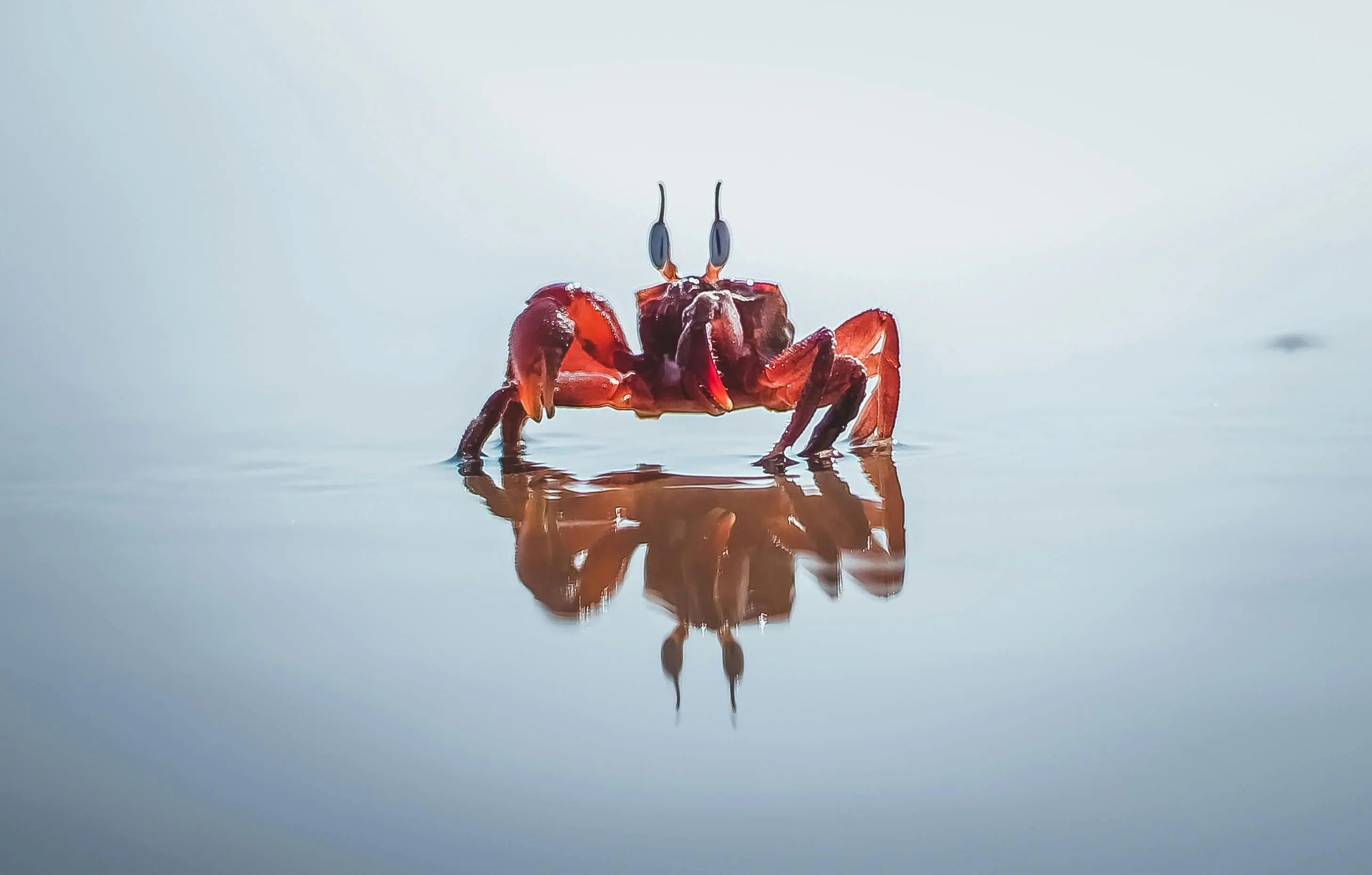 Mengintip Rahasia Umur Hidup Kepiting di Alam Liar