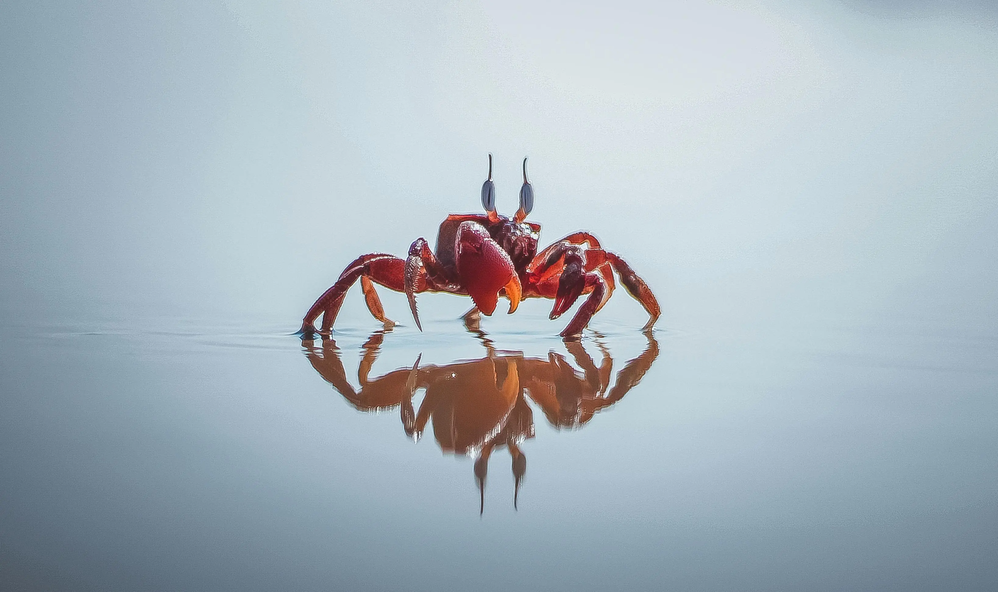 Kepiting dan Kemampuan Bertahan Hidup yang Luar Biasa