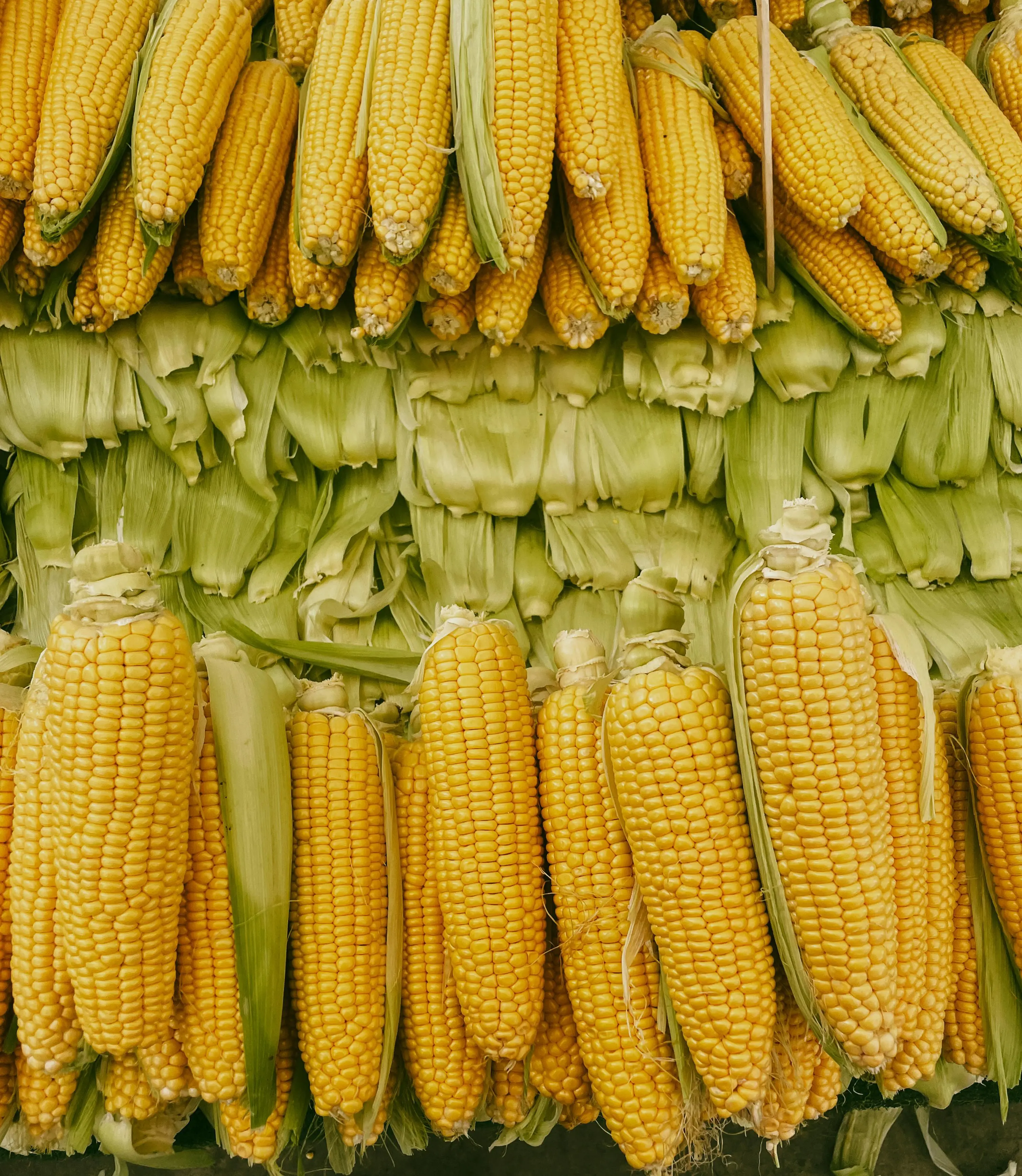 Pengaruh Konsumsi Jagung pada Gula Darah: Benarkah Lebih Aman dari Nasi Putih?