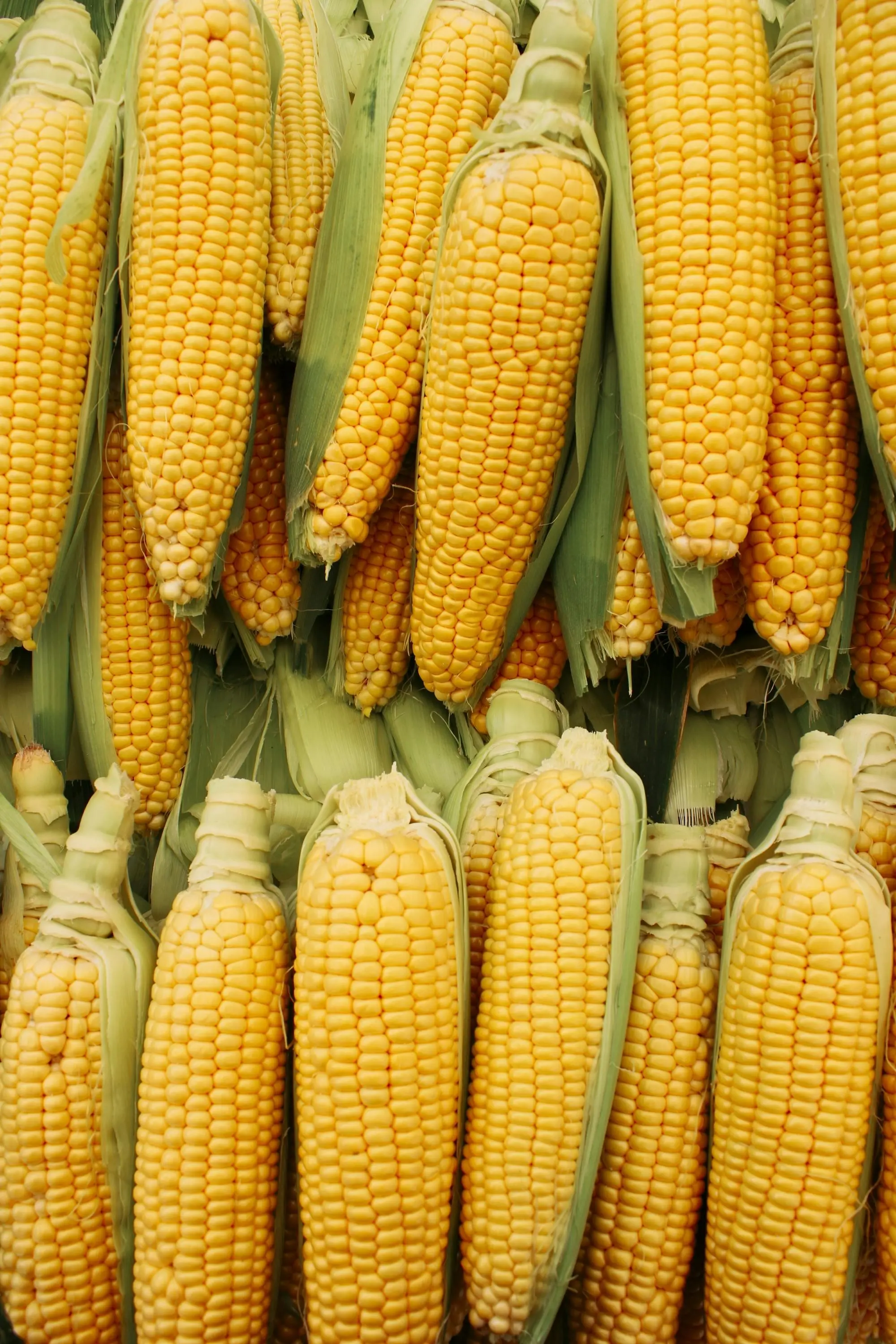 Jagung: Sumber Energi Alami yang Sering Terlupakan